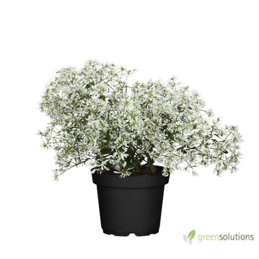4250308305413 Wolfsmilch Euphorbia Diamond Frost 12 cm Topf