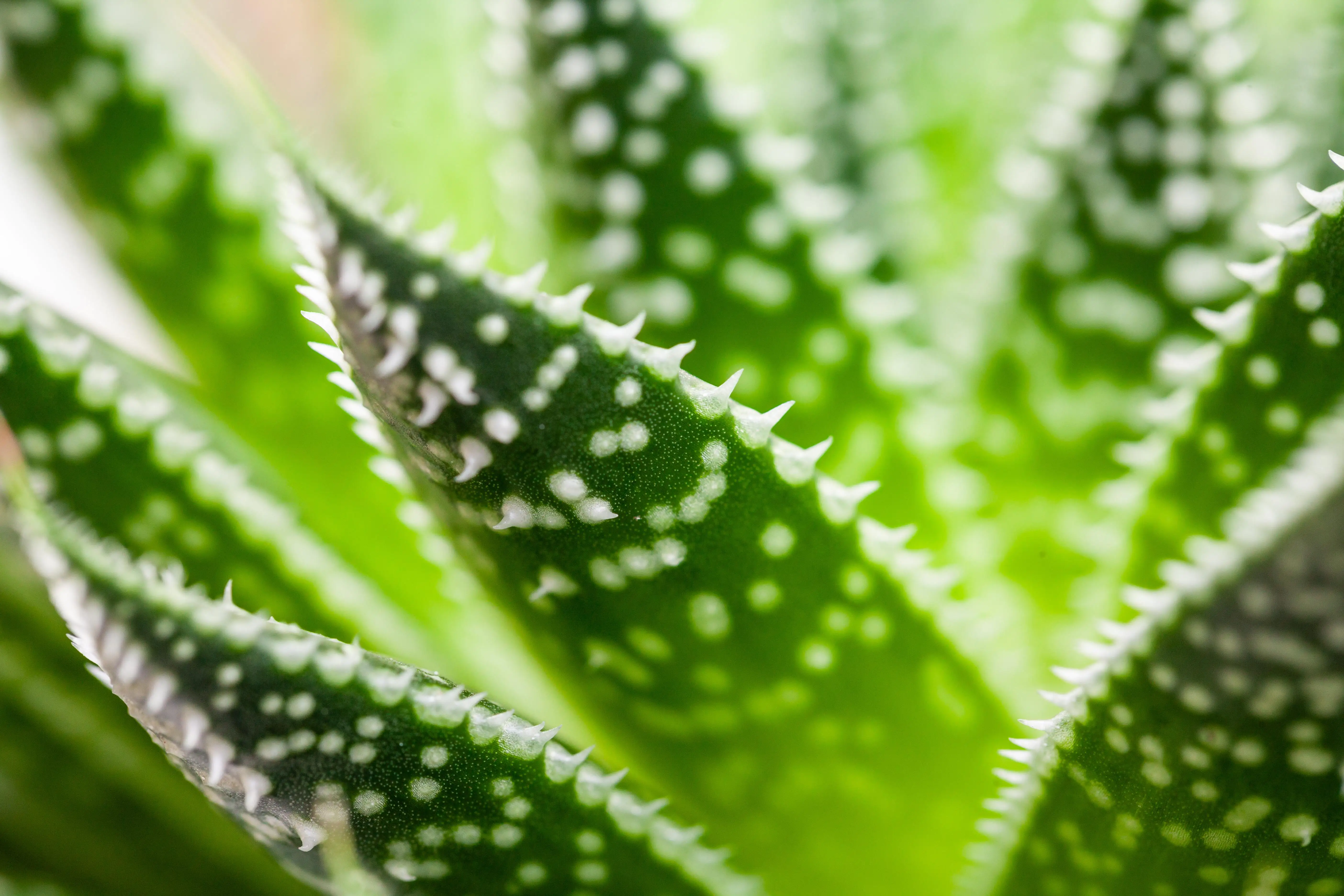 Aloe Aristata H ca. 20 cm 12 cm Topf