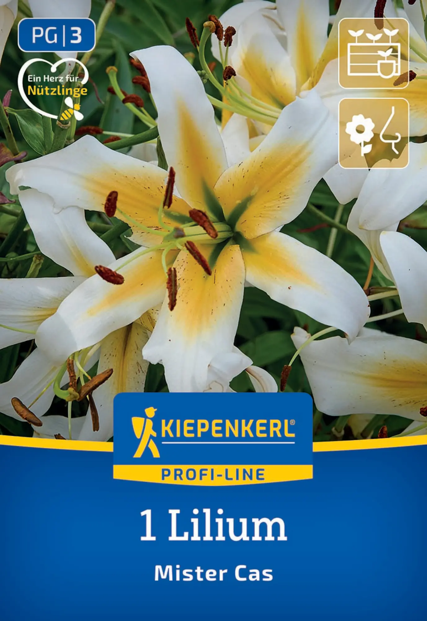 Kiepenkerl Profi-Line Frühjahrsblumenzwiebel Baum-Lilie Mister Cas 1 Stück