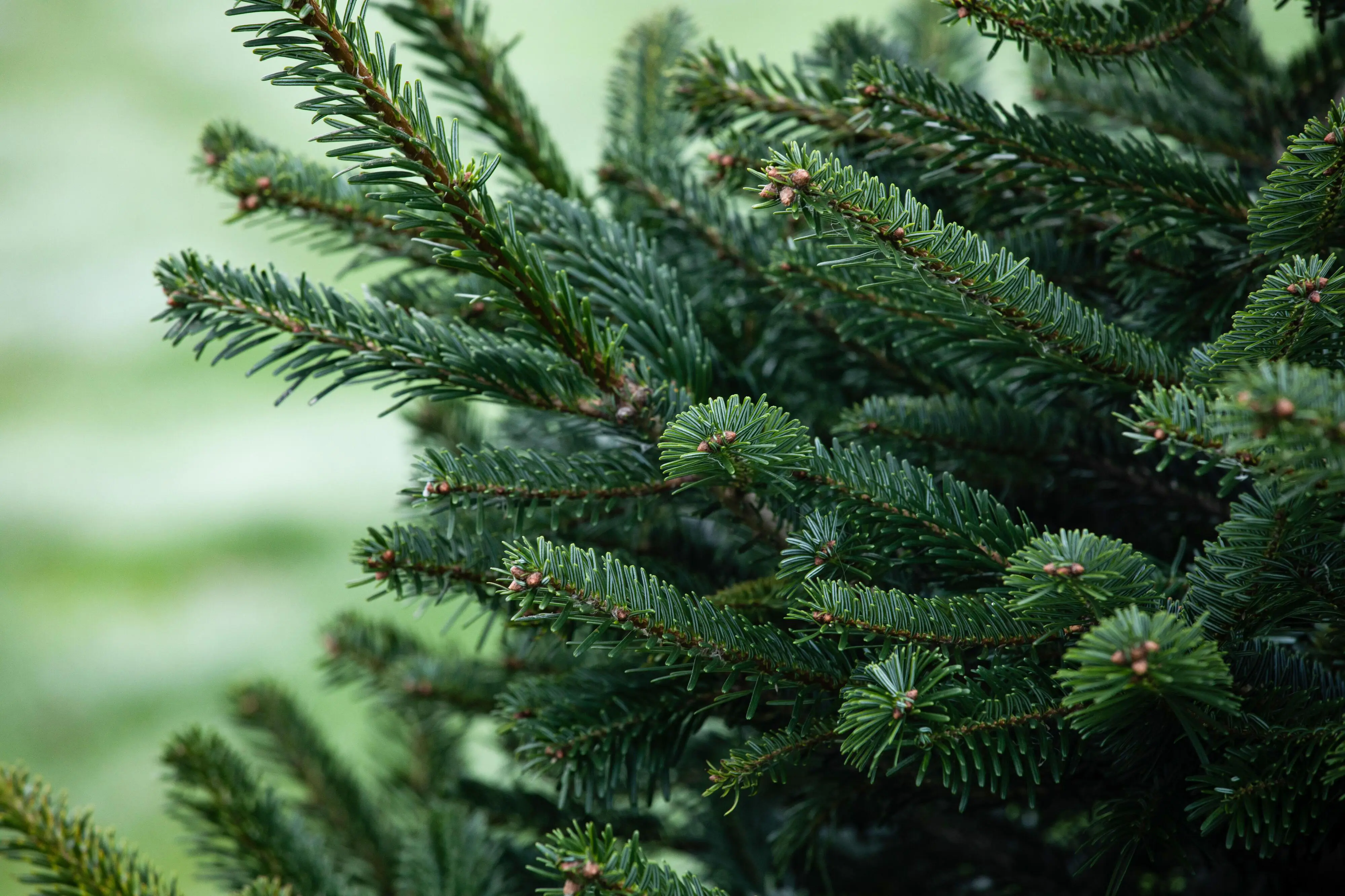 Nordmanntanne Abies nordmanniana 9,5 Liter Container, H 145 - 175 cm, topfgewachsen