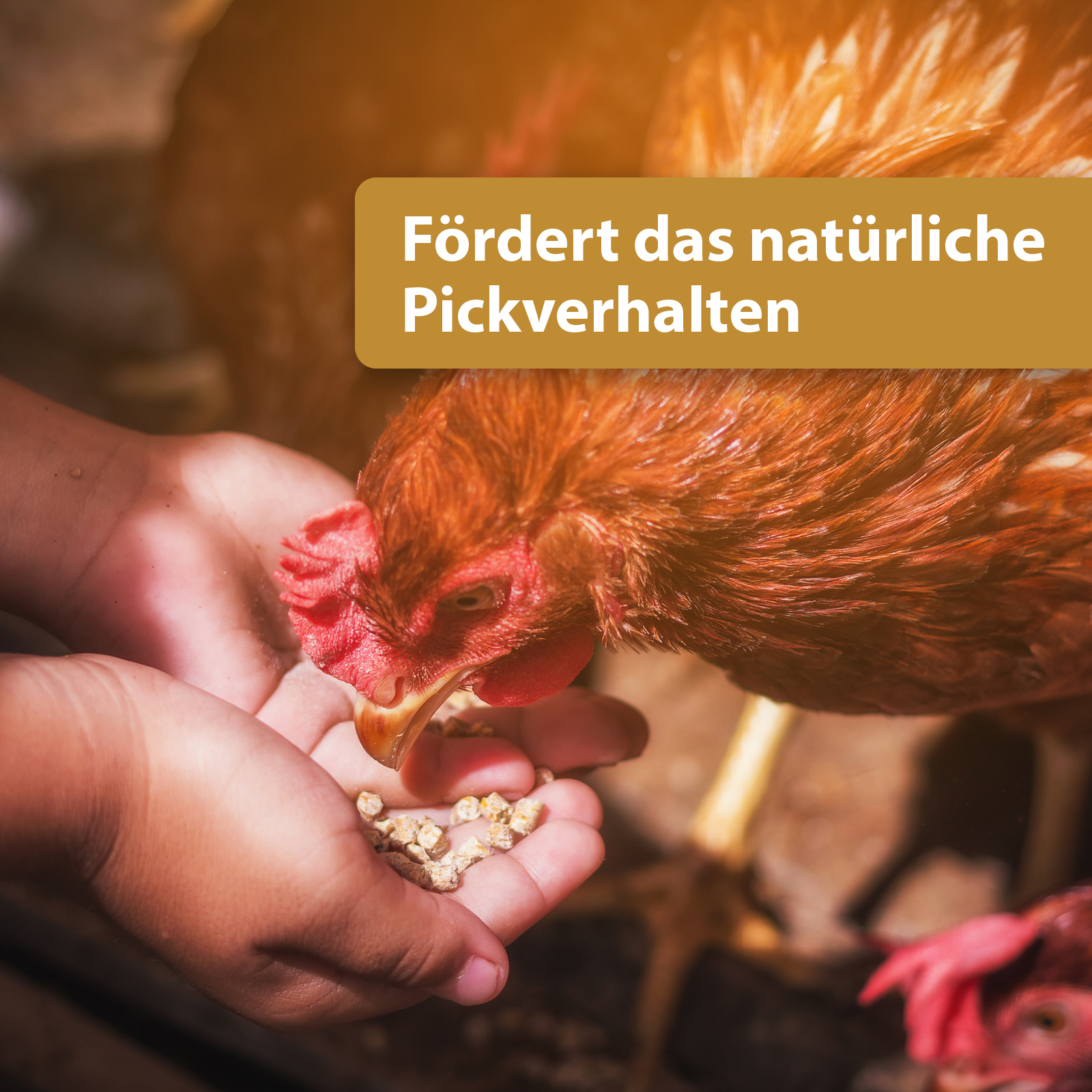 Quiko Hobbyfarming Fitness Kräuterball für Hühner und Geflügel 400 g