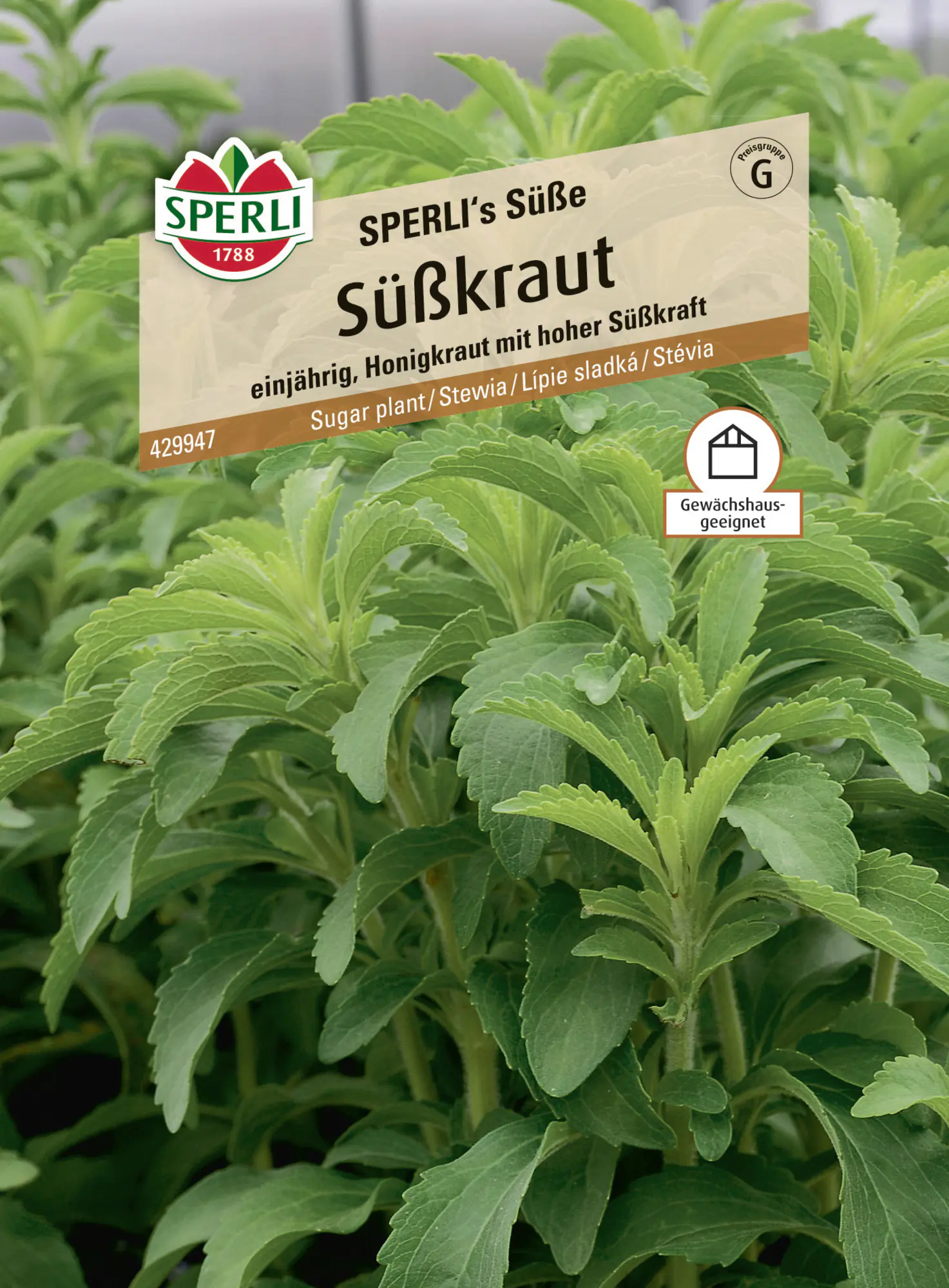 Sperli Saatgut Süßkraut für ca. 8 Pflanzen