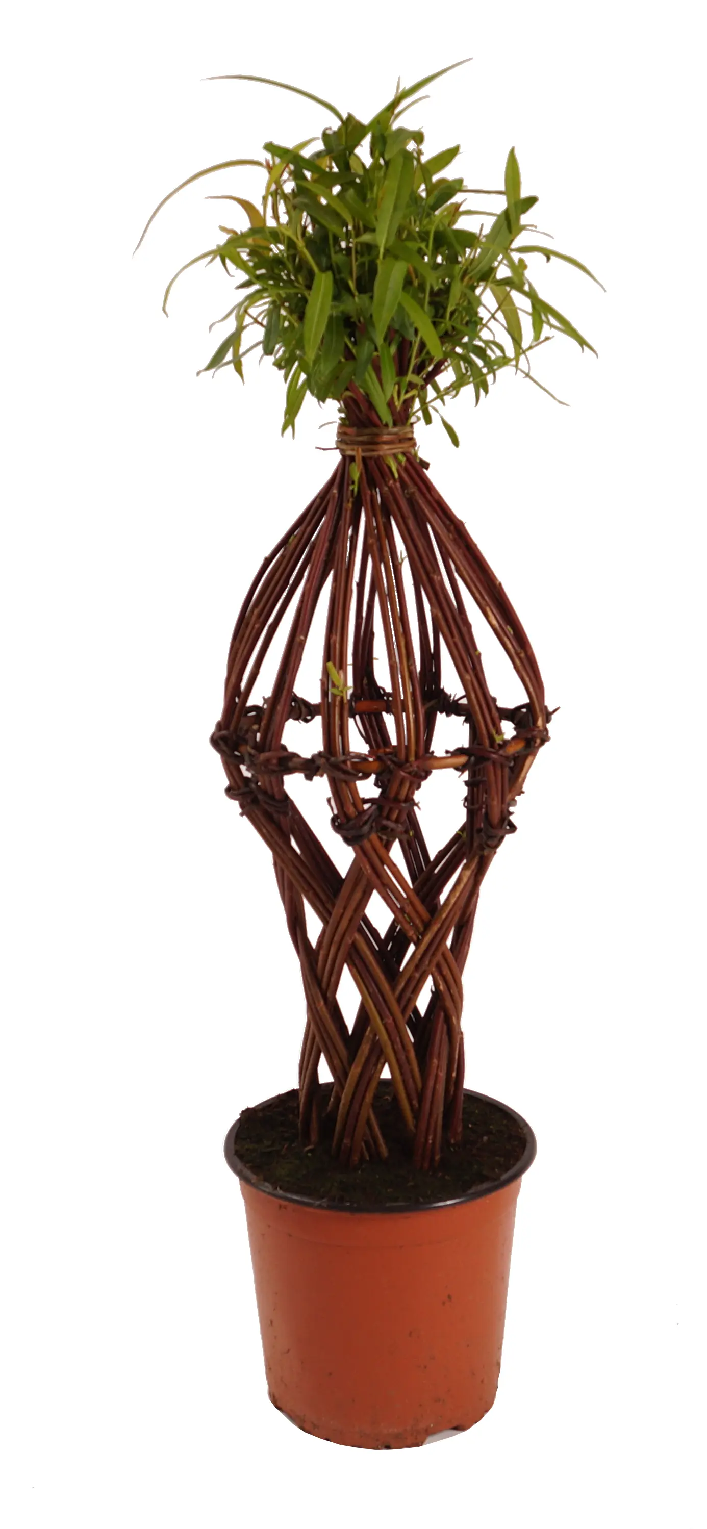 Salix Americana Flechtweide 18 cm Topf verschiedene Formen