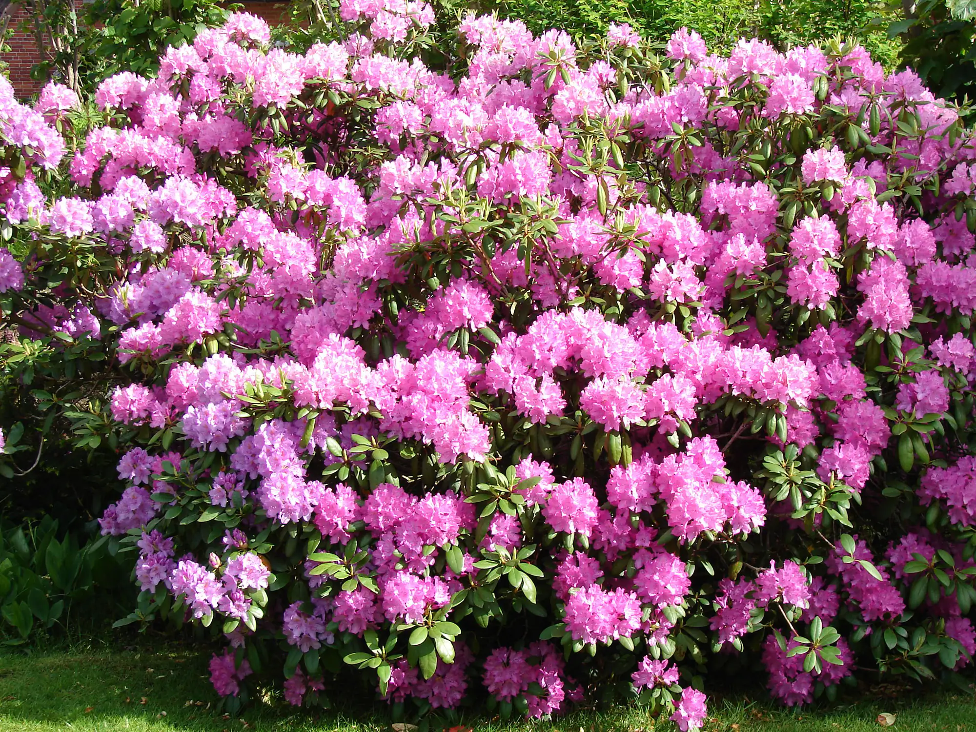 Rhododendron H ca 30 cm 5 l Container