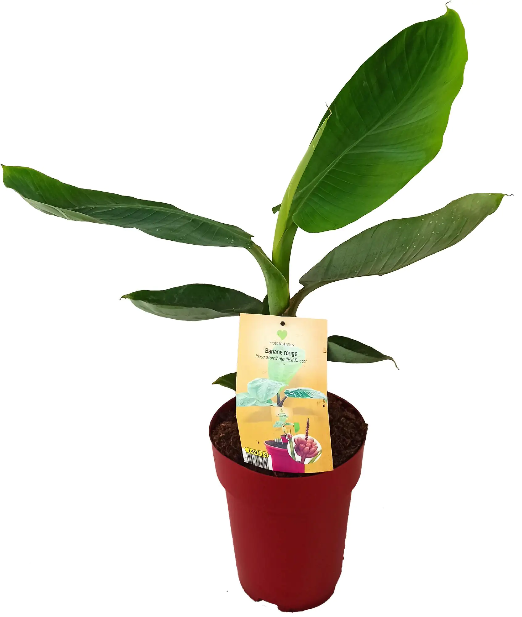 Bananenpflanze Musa H ca 80 cm 25 cm Topf