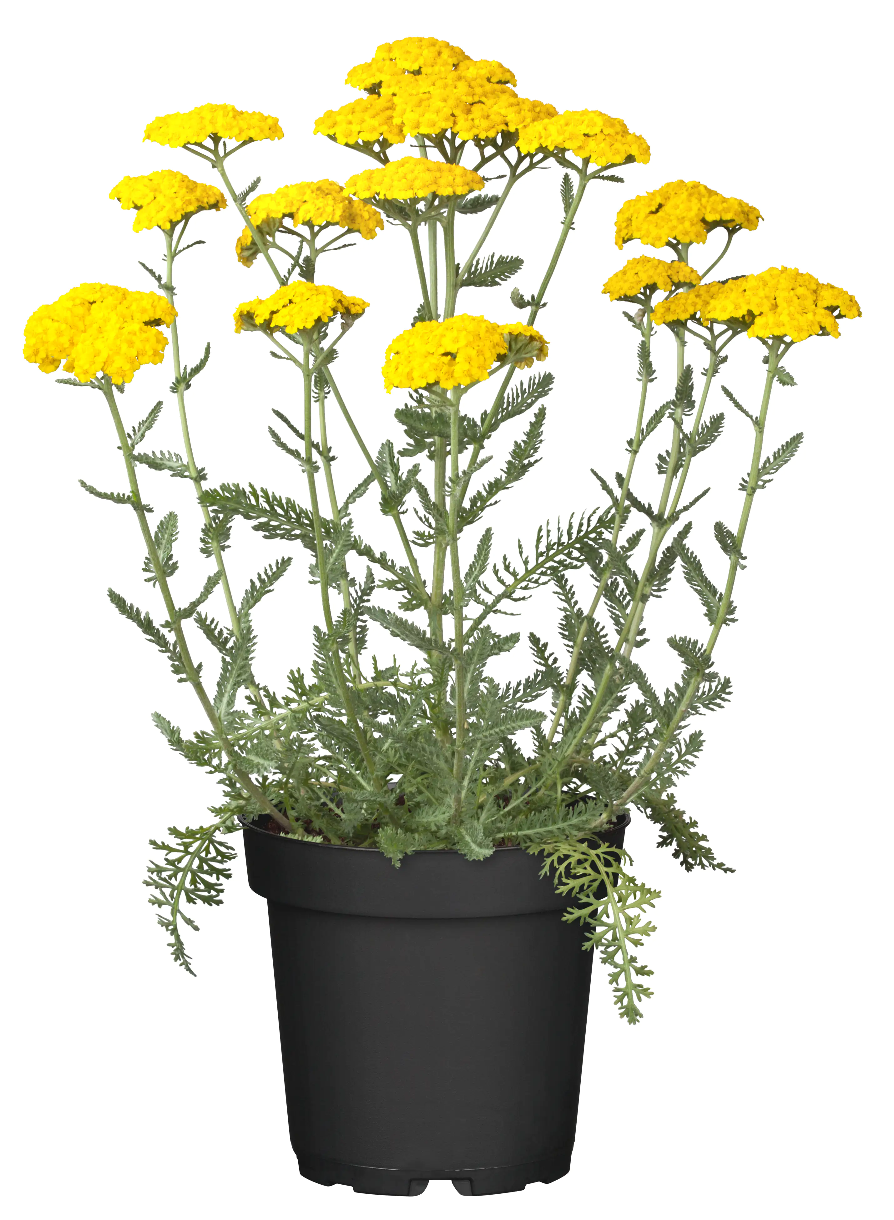 Schafgarbe Achillea millefolium 12 cm Topf