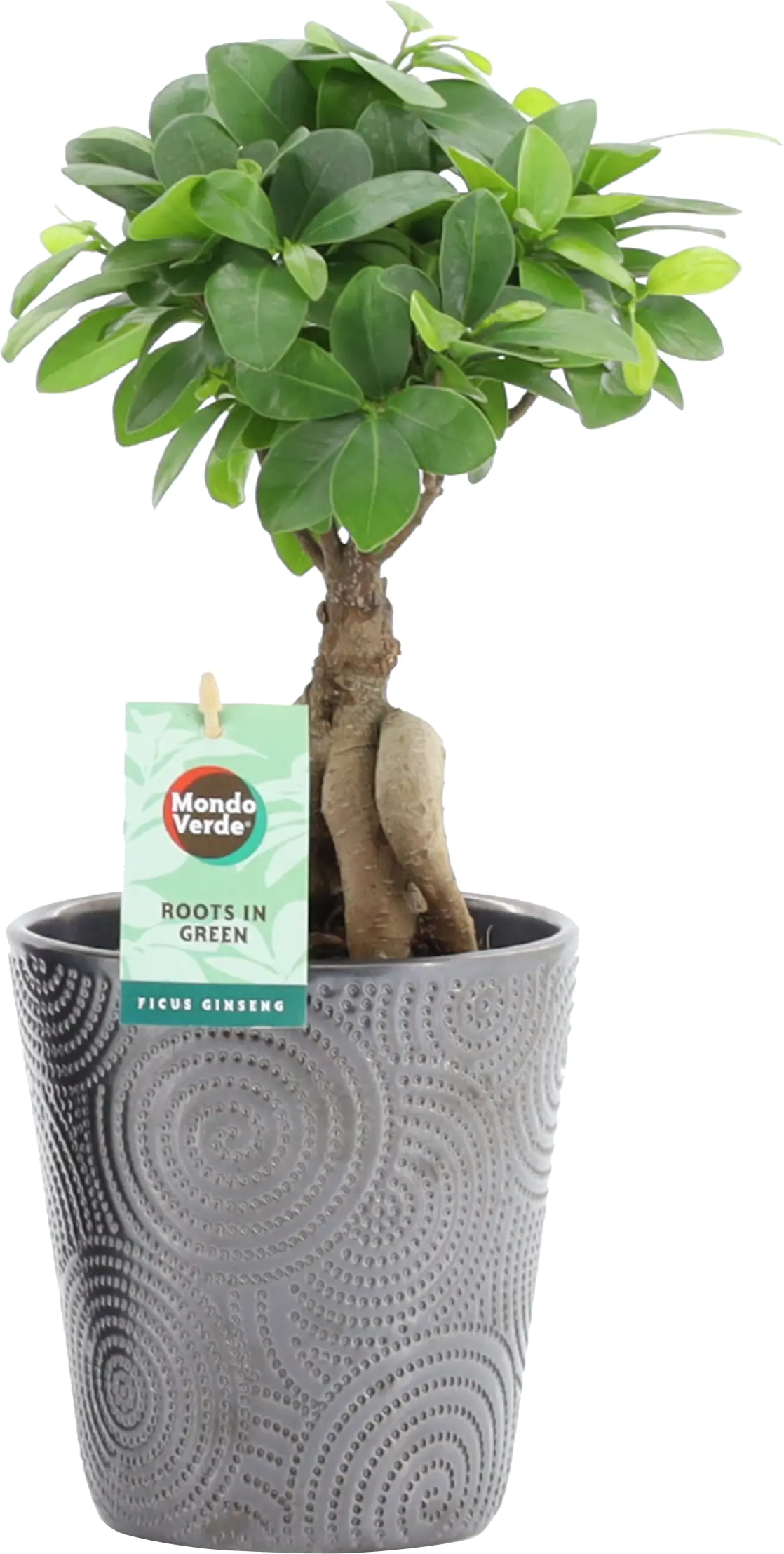chinesischer Feigenbaum Ficus microcarpa Ginseng im Infinity Keramiktopf 13 cm
