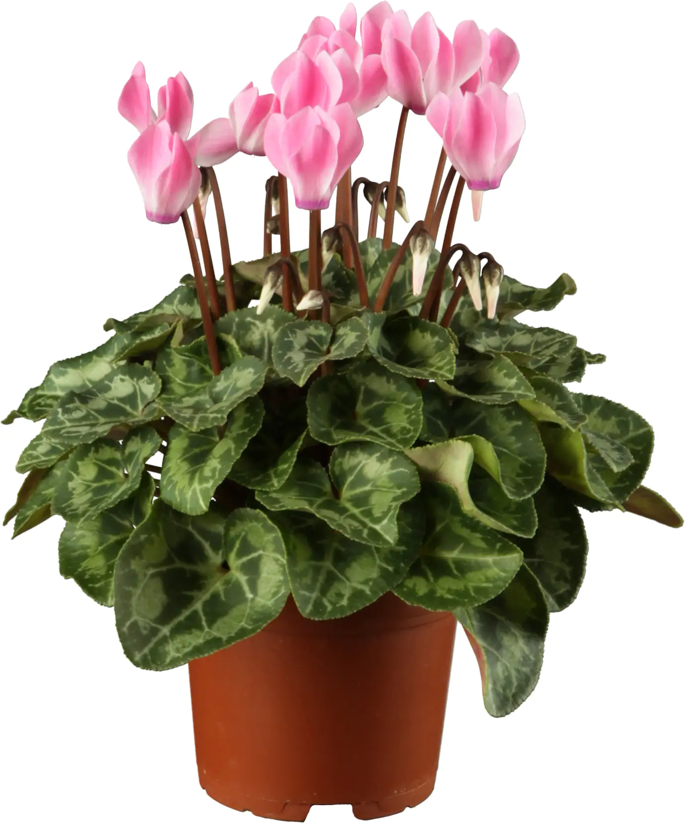 4011261012967_04 Alpenveilchen 13 cm Topf
