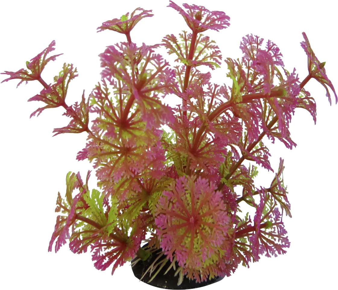 Orbit Aquapflanze Deluxe small Nr. 8 8 - 12 cm Orbit Aquapflanze Deluxe small Nr. 8 8 - 12 cm