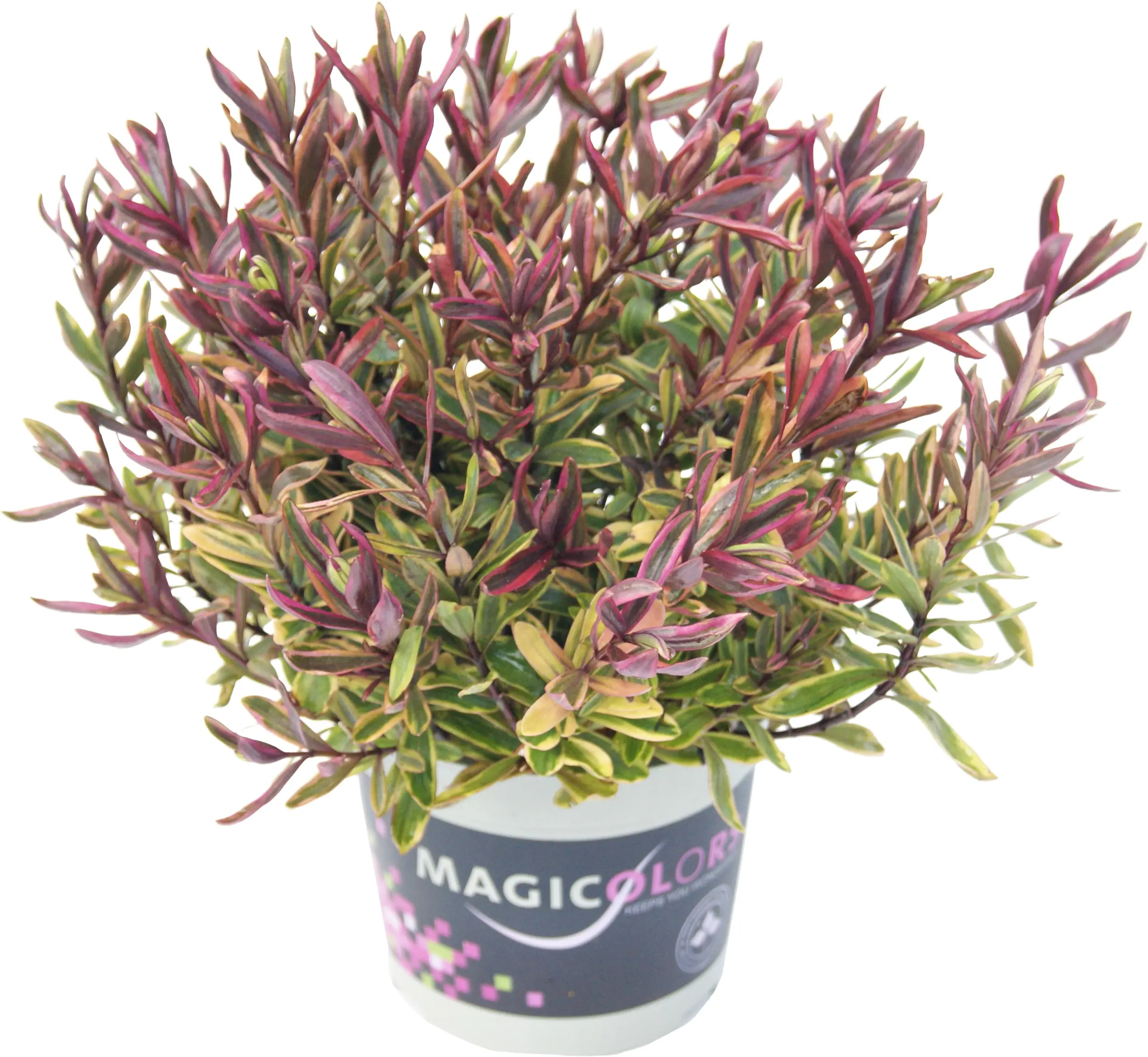 Strauchveronika Hebe Magicolors 12 cm Topf