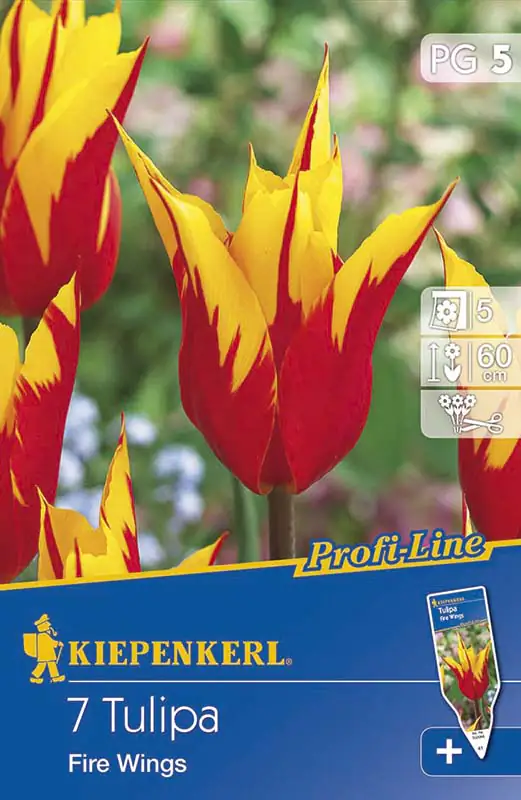 4000159502086 Kiepenkerl Blumenzwiebel Tulipa Fire Wings Tulipa x Hybrida, Inhalt: 7 Stück