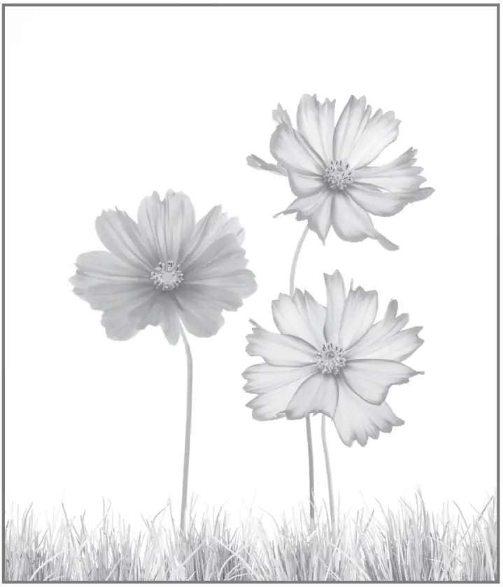 Ambiente Glaszaun Dekor 93 103 x 120 cm gehärtetes 8 mm Glas