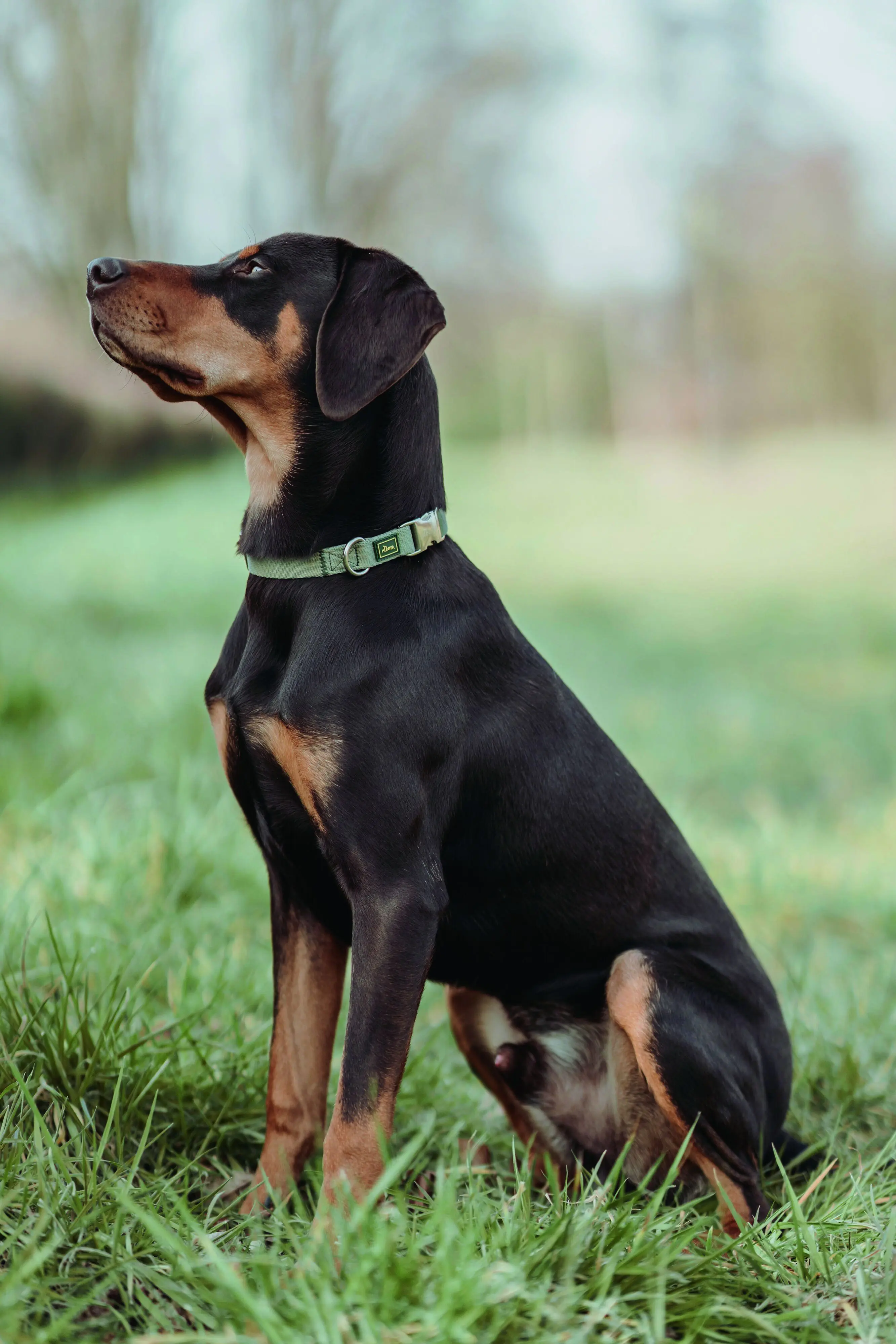 Hunter Hundehalsband Inari Alu-Strong XL lindgrün