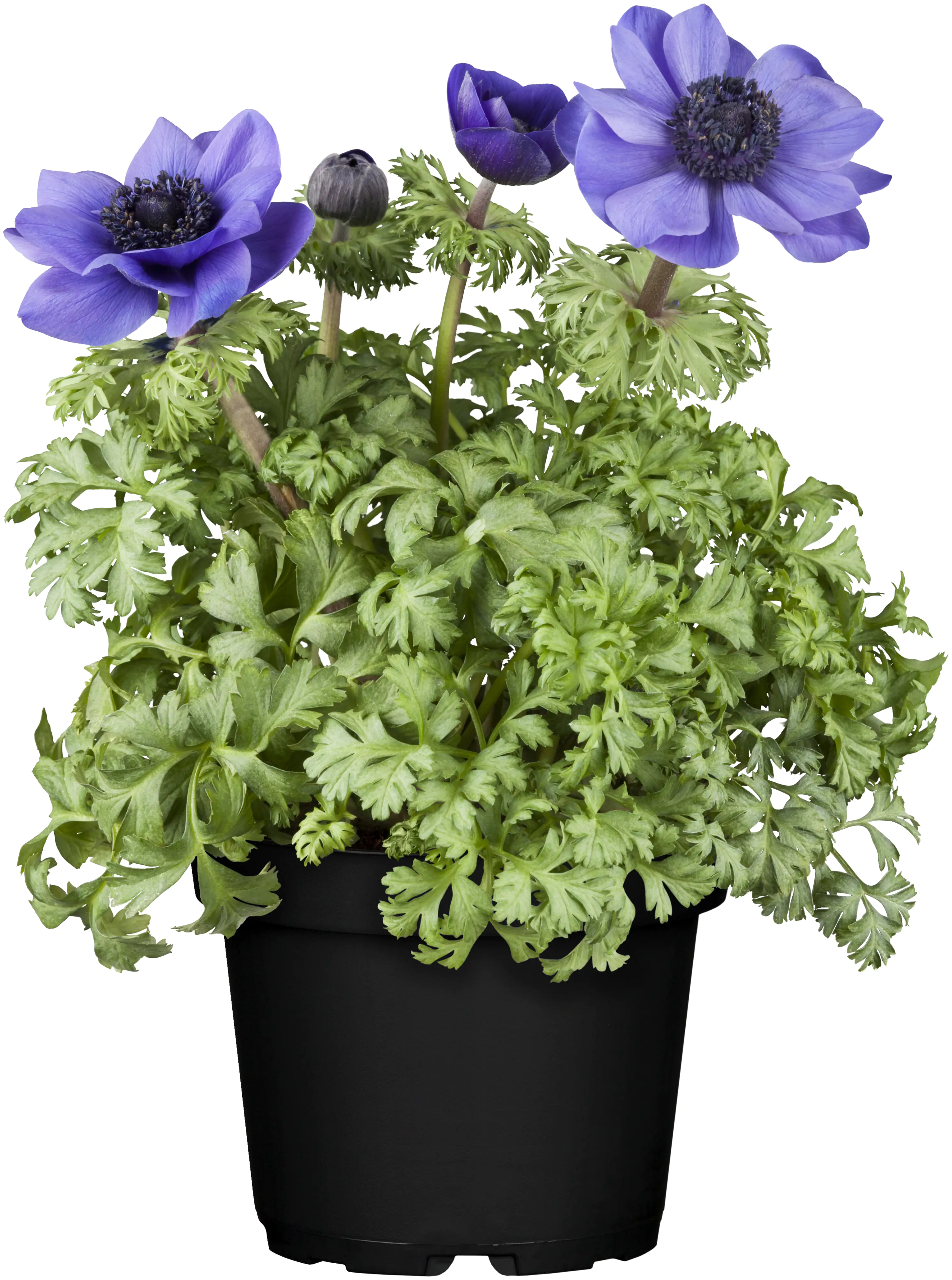 Windröschen Anemone H 50 - 110 cm 12 cm Topf