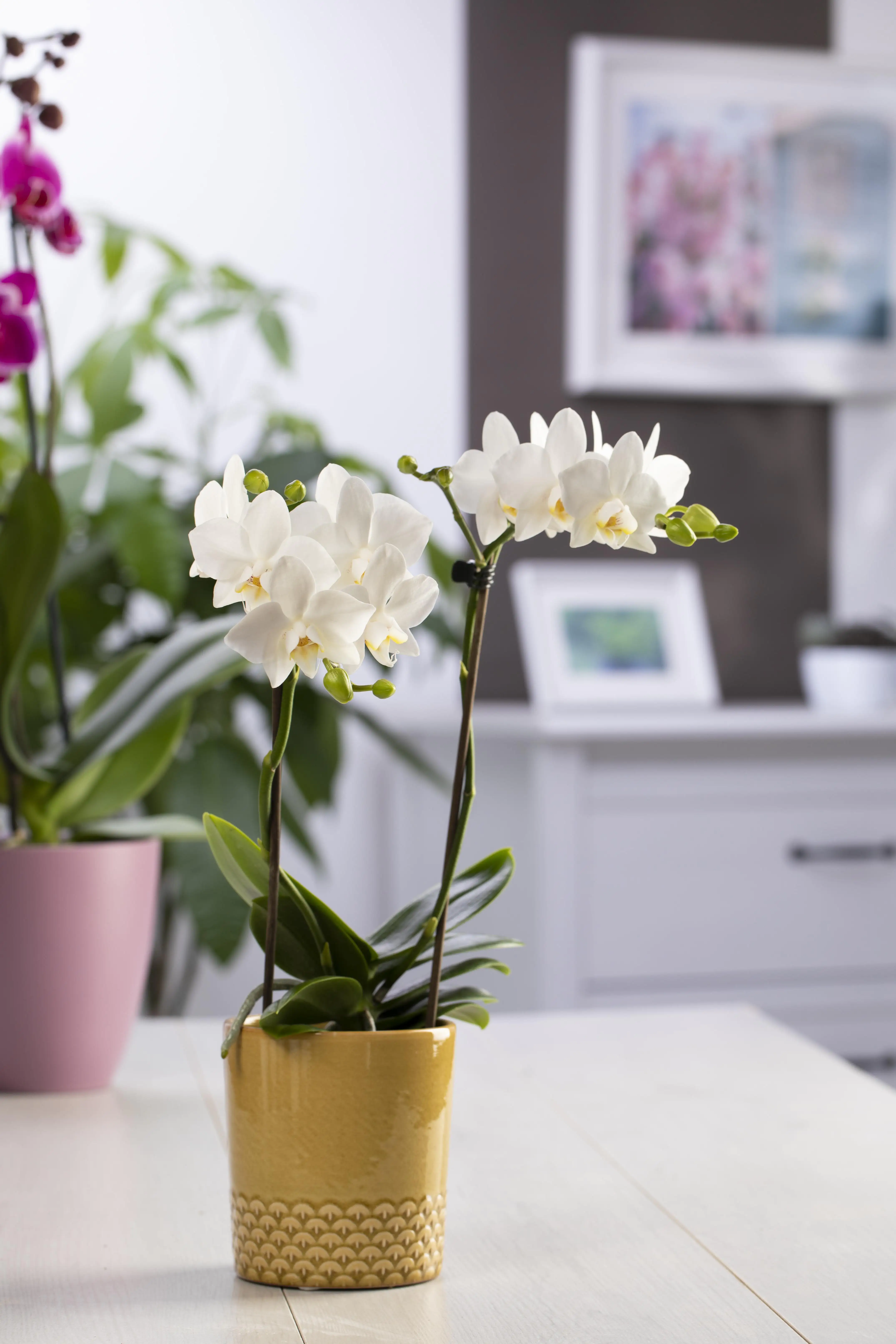 Orchidee Phalaenopsis New Passion weiß H ca. 60 cm 12 cm Topf