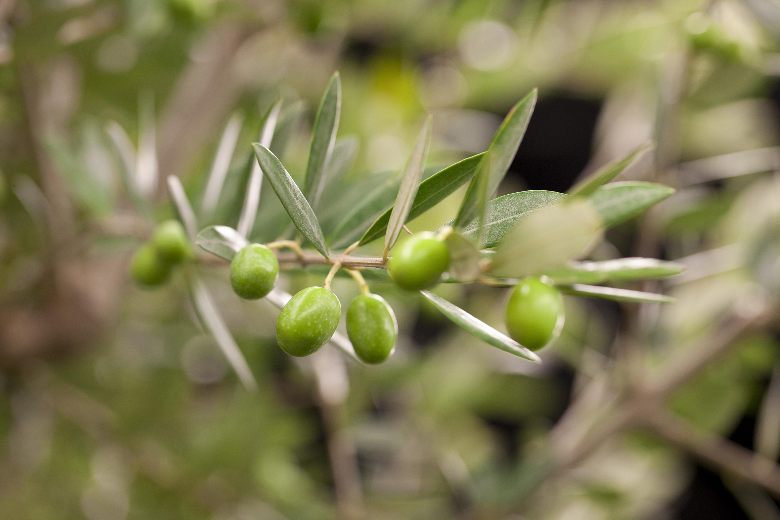 Gnstigen Olivenbaum kaufen | Globus Baumarkt