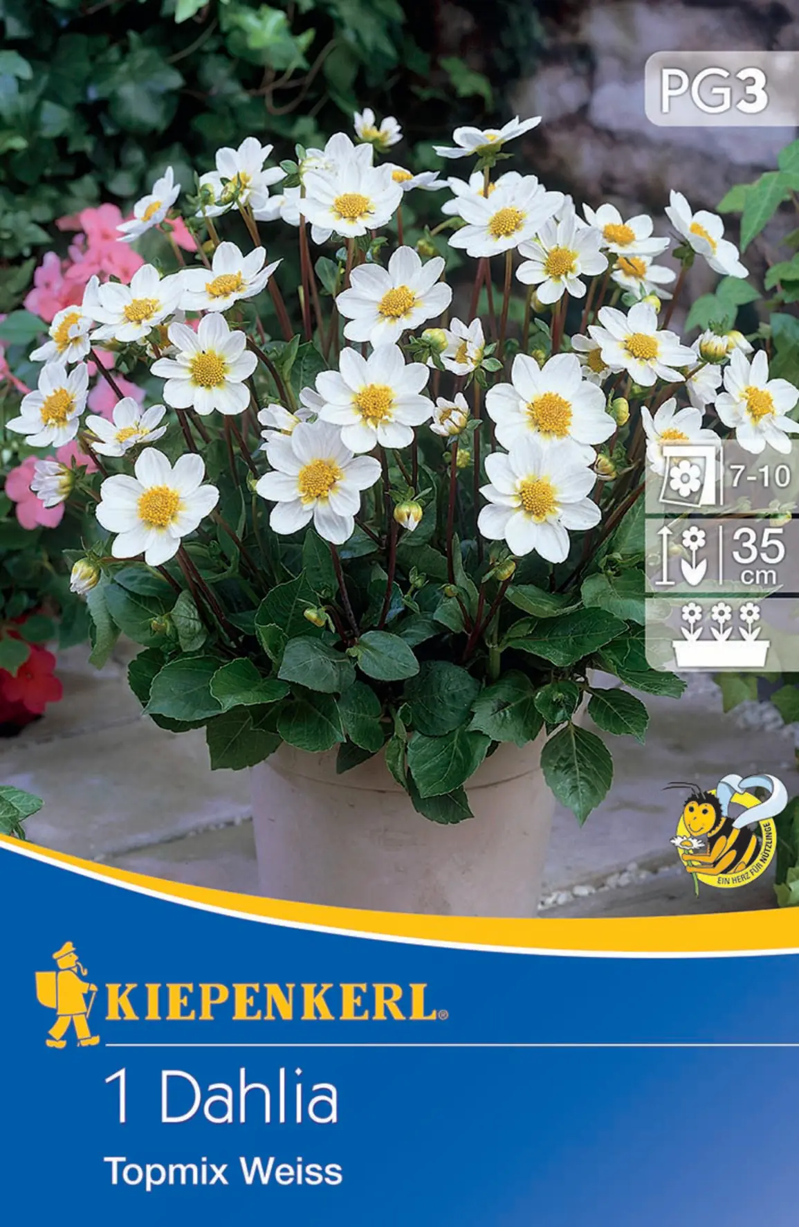 Kiepenkerl Beet- & Topf-Dahlie Topmix Weiß