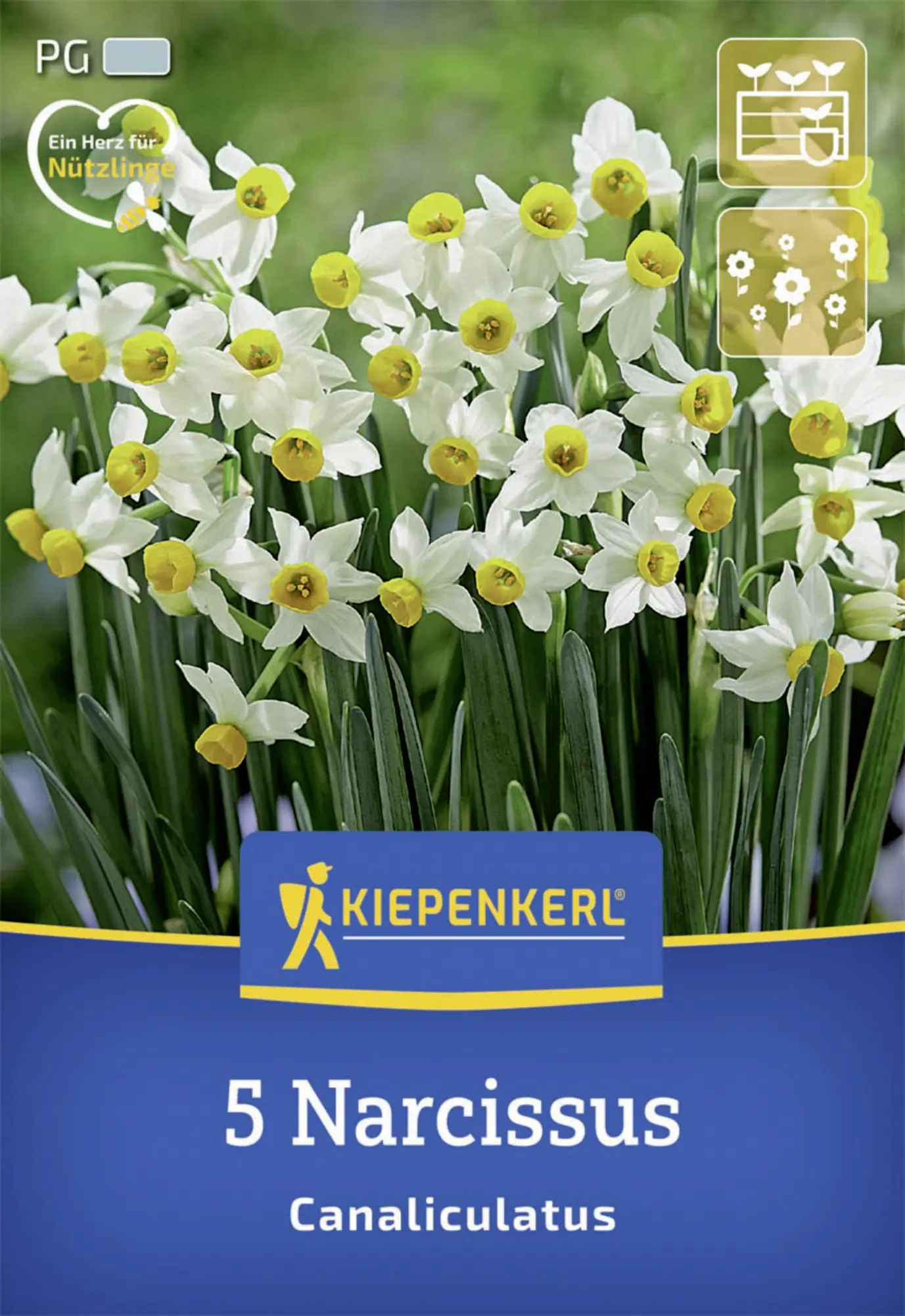 Kiepenkerl Herbstblumenzwiebel Miniatur-Tazetten-Narzisse Canaliculatus 5 Stück