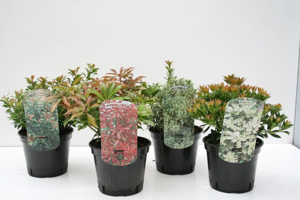 Schattenglöckchen 2 L Container