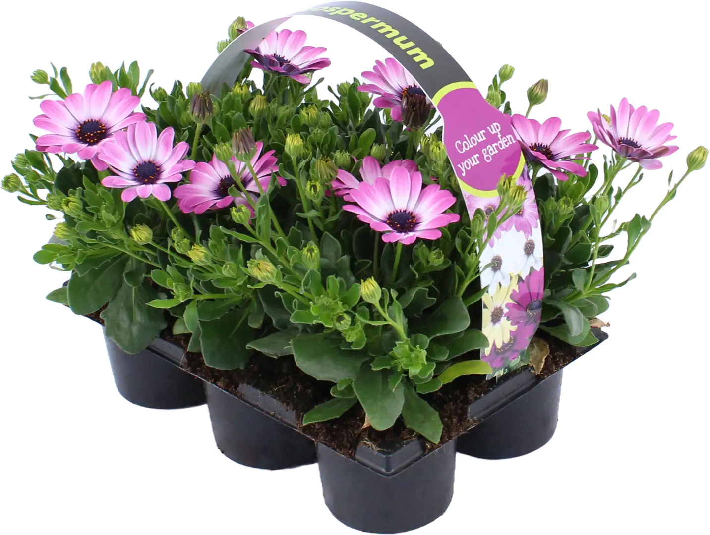 Kapkörbchen Osteospermum 6er Pack