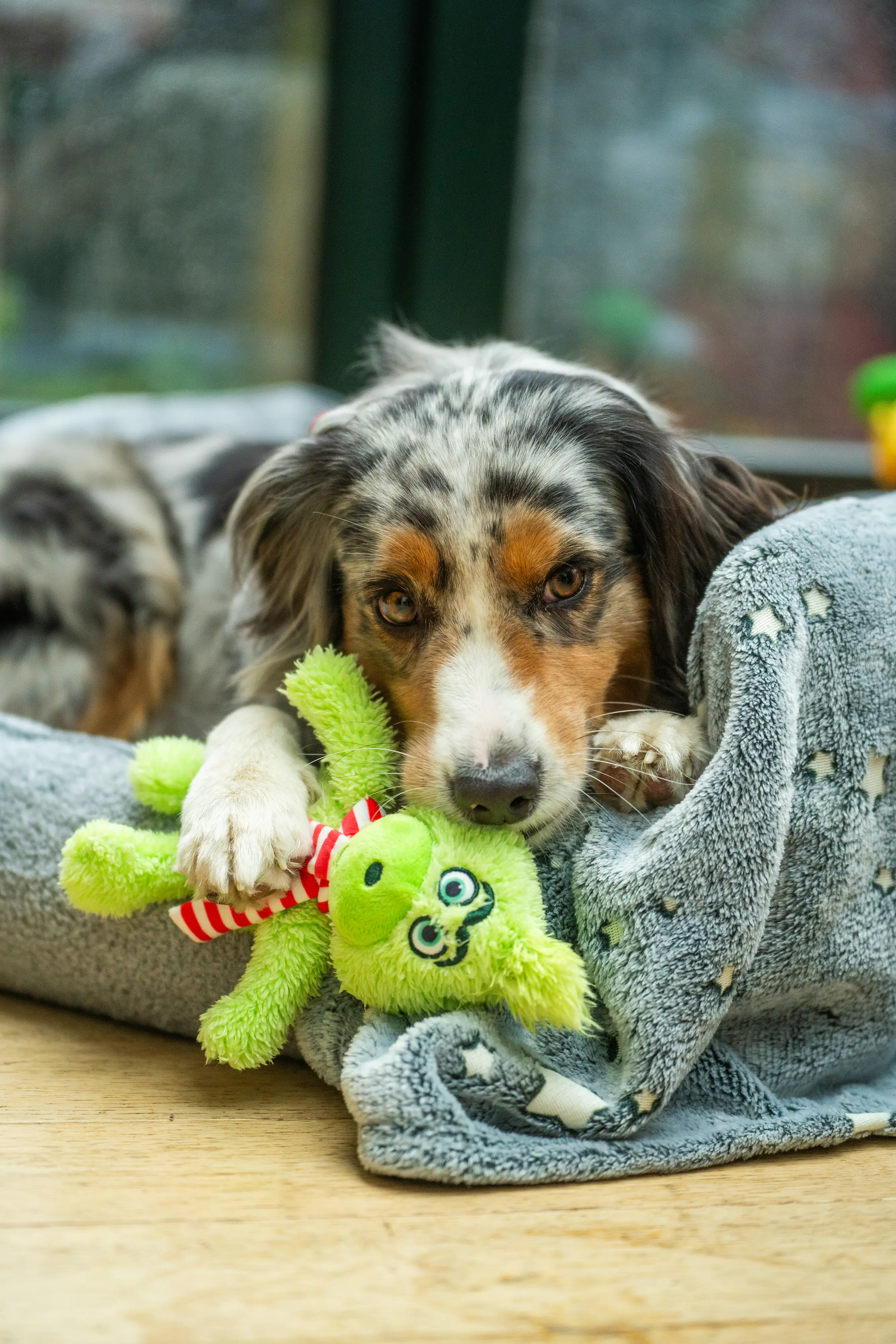 Nobby Hundespielzeug Xmas Plüsch Grinch