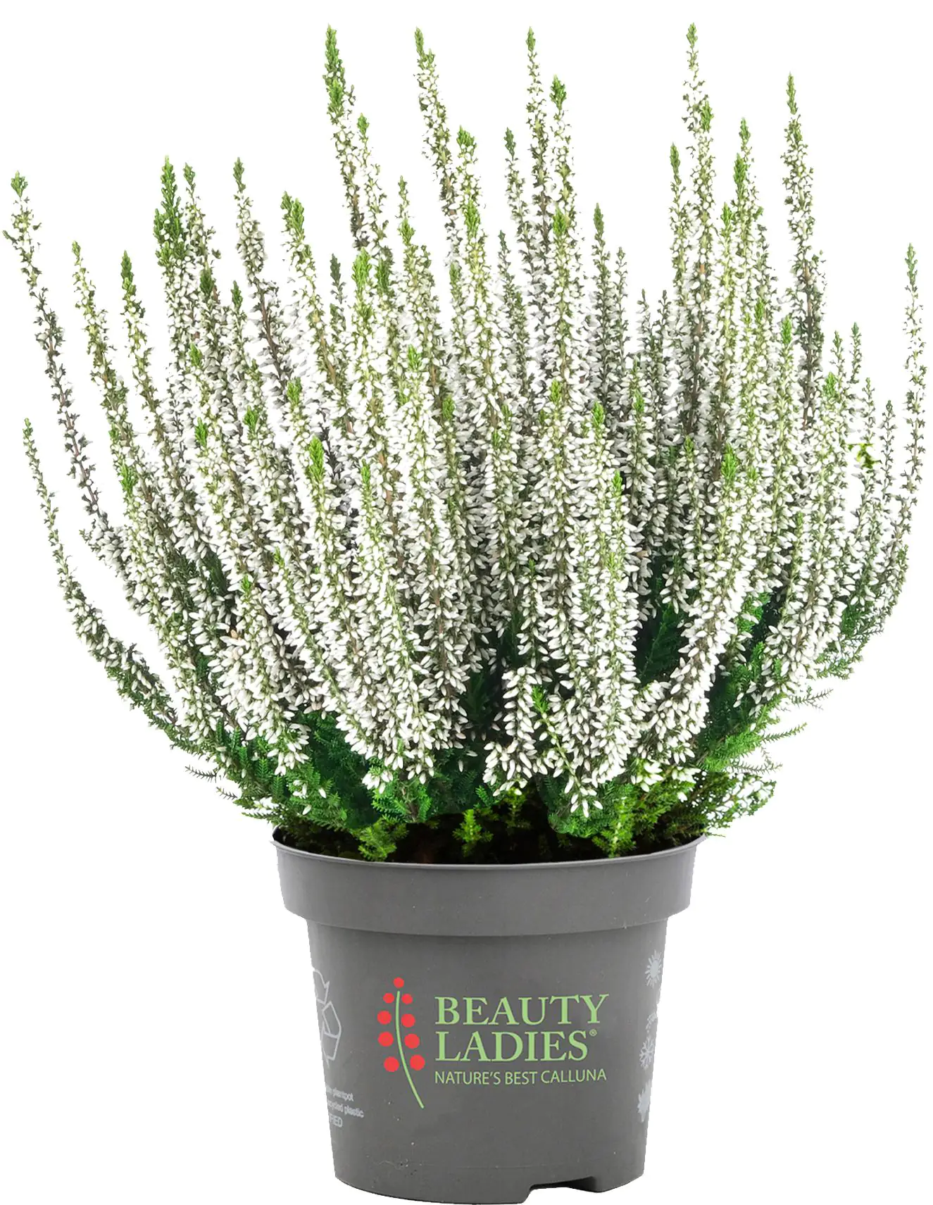 Calluna Beauty Ladies Uni 11 cm Topf