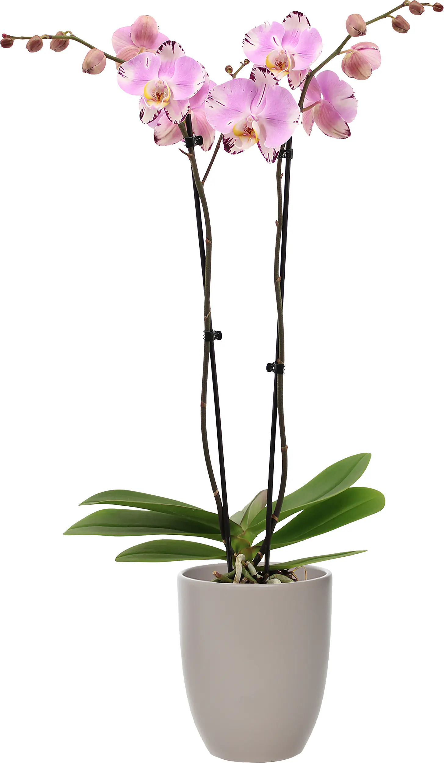 Orchideen Mix Phalaenopsis 2 Trieber 12 cm in Hugo Keramik Topf Orchideen Mix Phalaenopsis 2 Trieber 12 cm in Hugo Keramik Topf