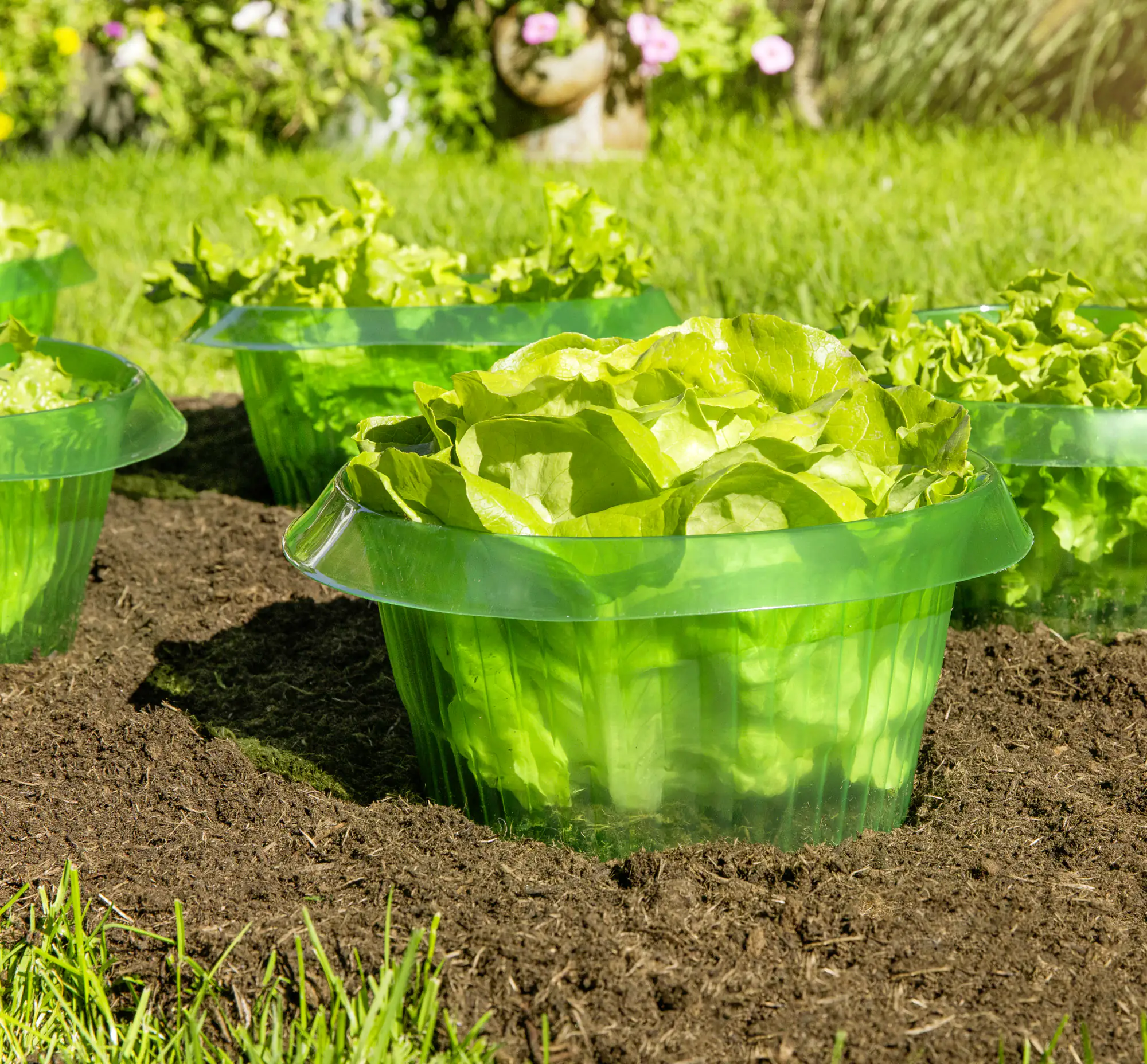 Windhager Schnecken-Schutzring 6 Stück