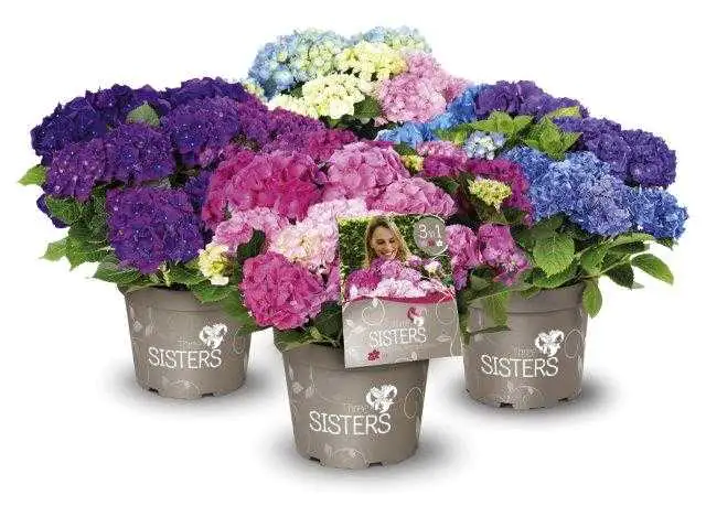 Bauernhortensie Three Sisters 6 l Container Bauernhortensie Three Sisters 6 l Container