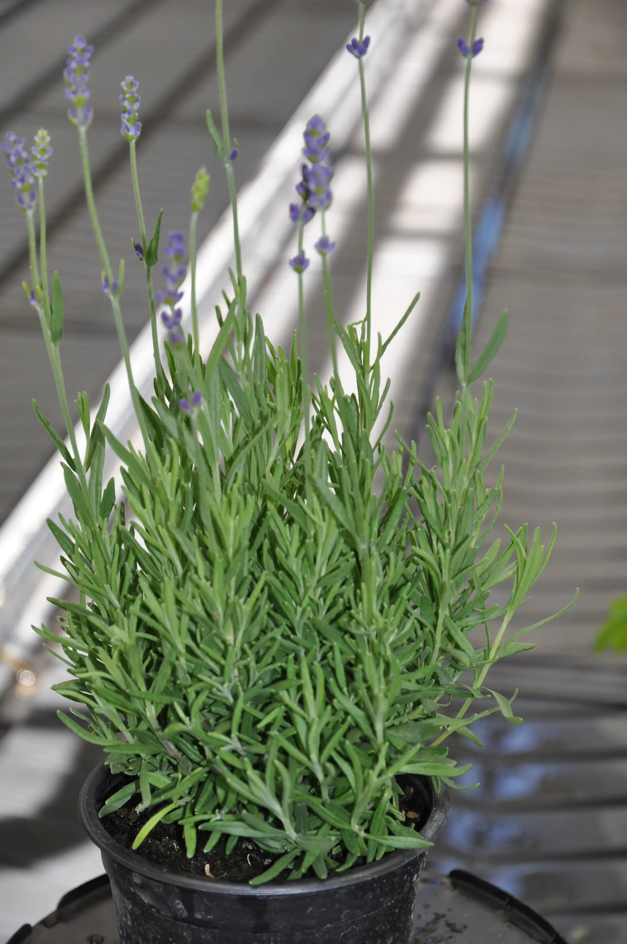 Einsteinkräuter - Lavendel 12 cm Topf