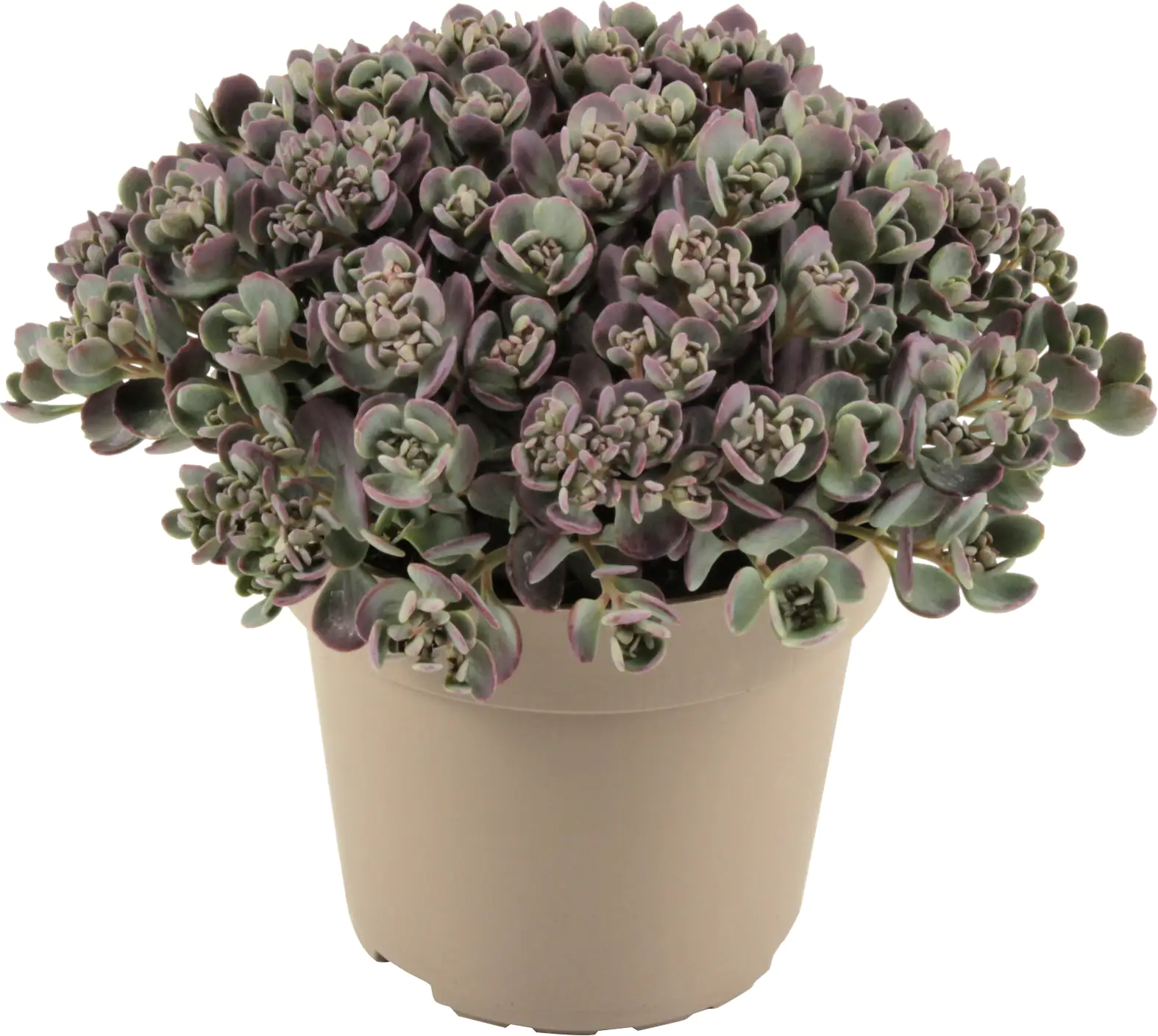 Fetthenne Sedum spurium 12 cm Topf