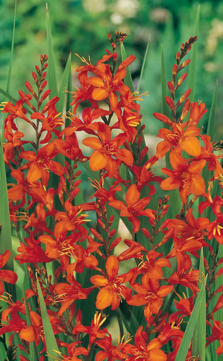 4016522002244 Mondbretia Crocosmia H ca 40 cm 23 cm Topf