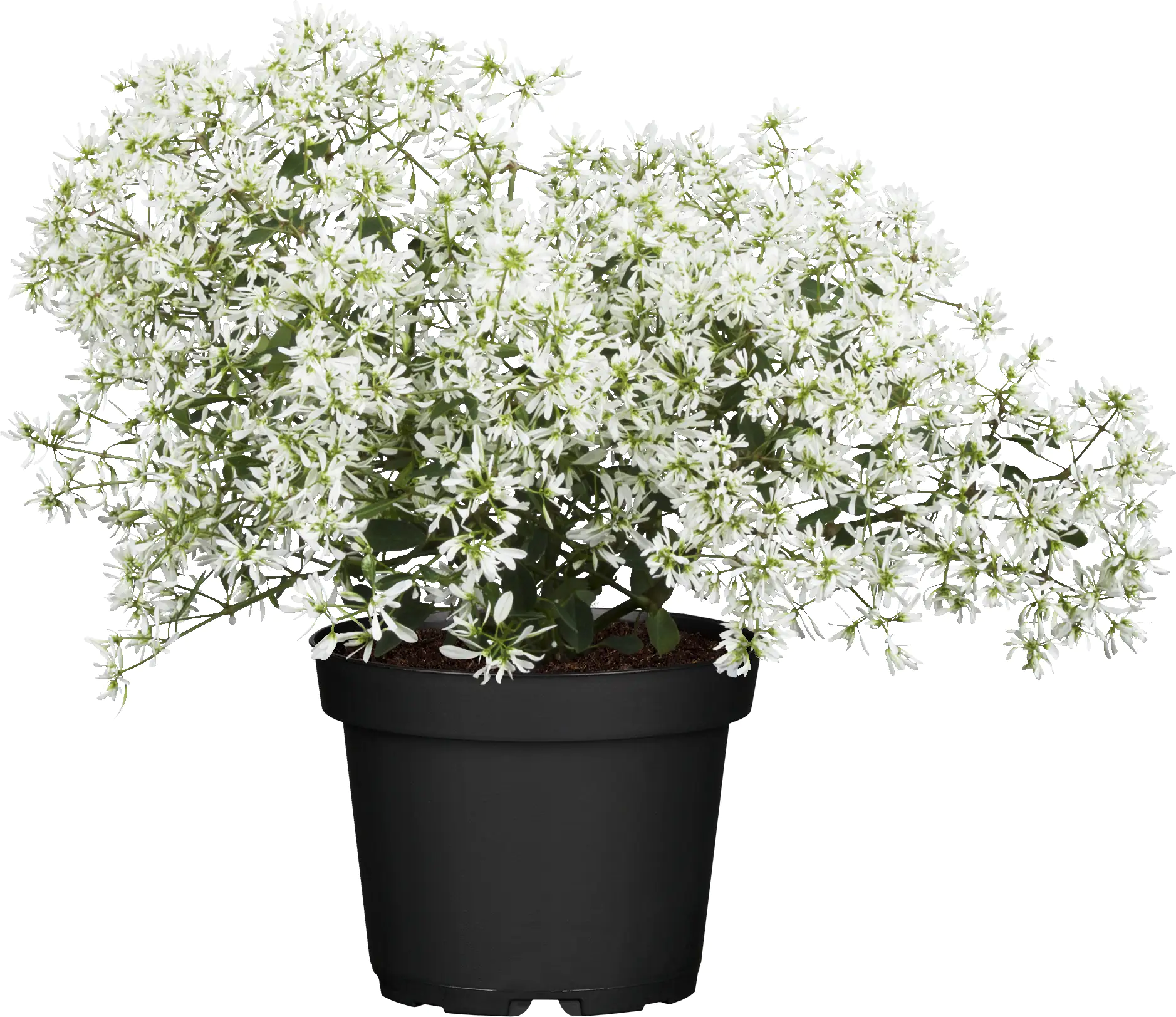 Zauberschnee Euphorbia Diamond Frost 12 cm Topf