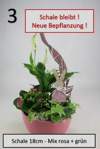 Arrangement Indoor Keramikschale Pflanzen-Mix 18 cm