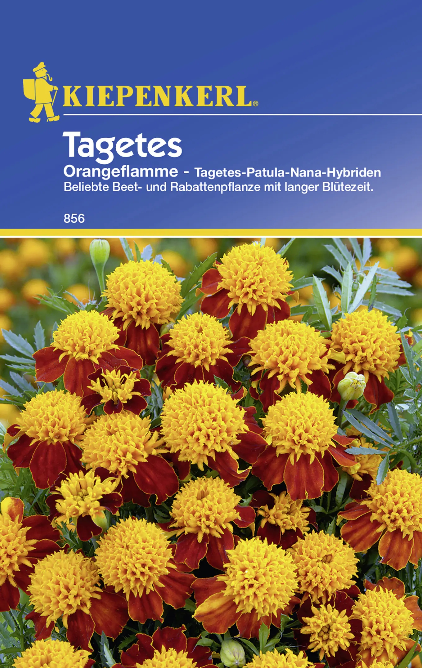 Kiepenkerl Studentenblume Orangeflamme Tagetes patula, Inhalt: ca. 40 Pflanzen