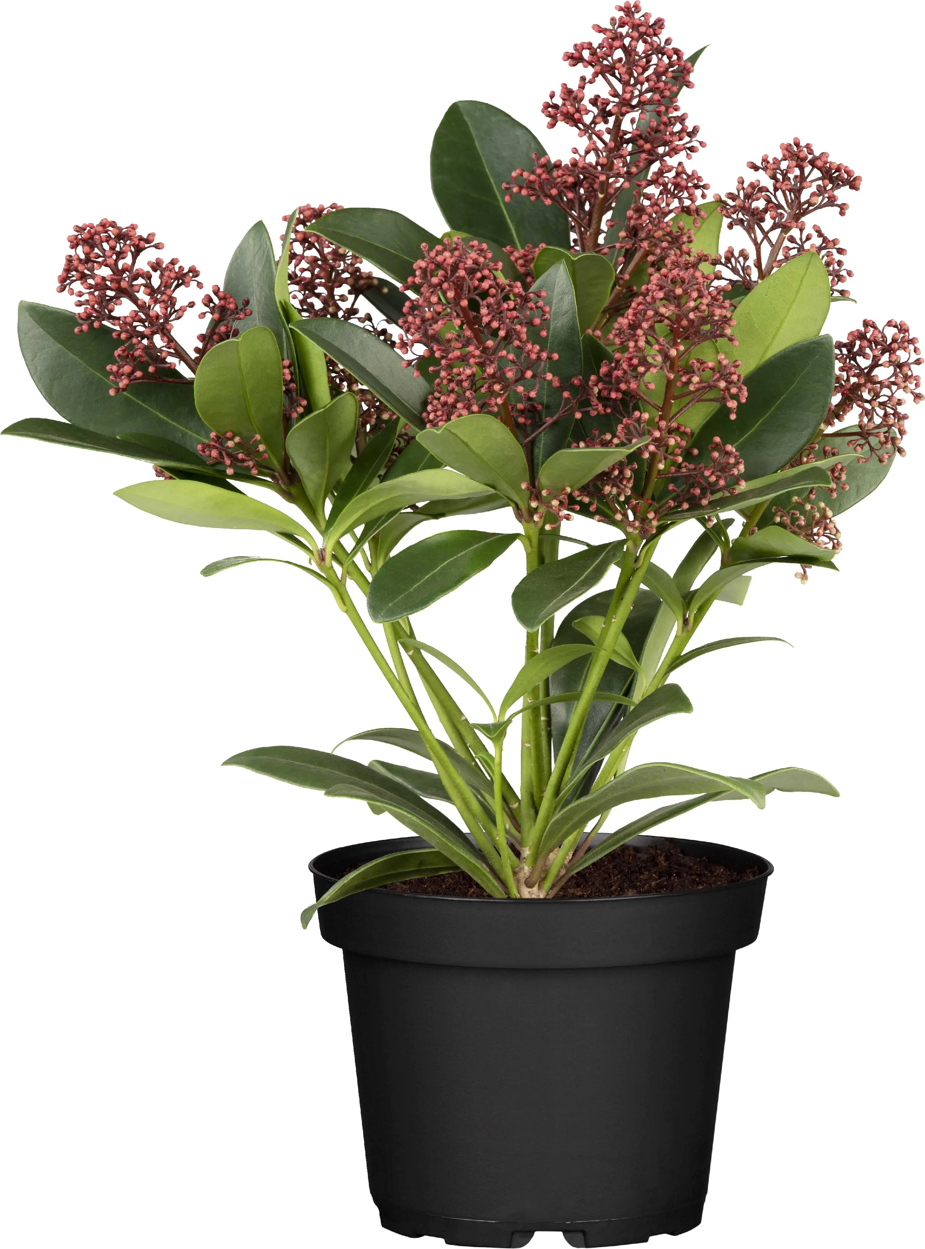 Scheinbeere Skimmie 10,5 cm Topf