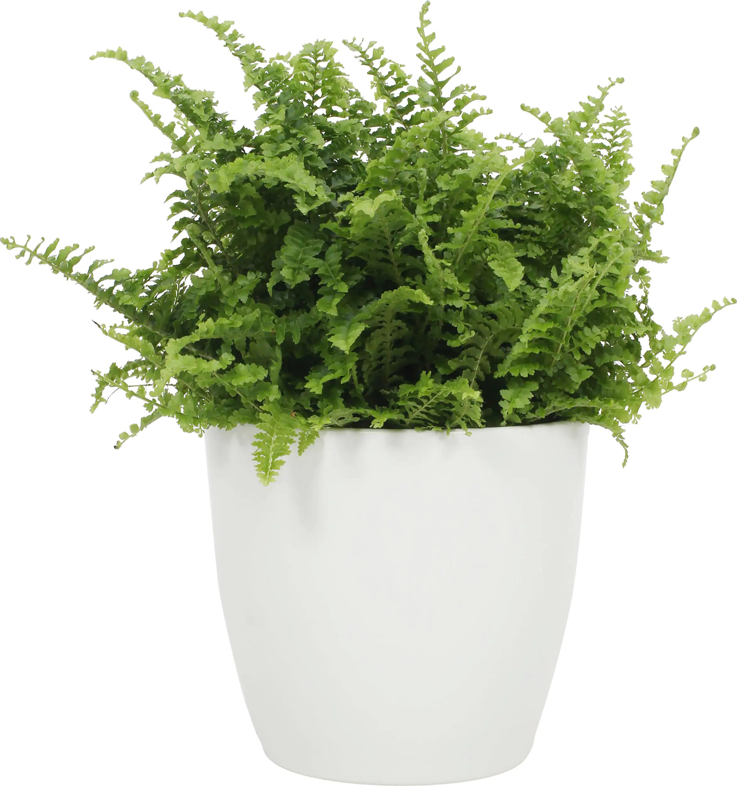 Grünpflanzenmix Classic  Berlin H ca 25 cm 12 cm Keramiktopf