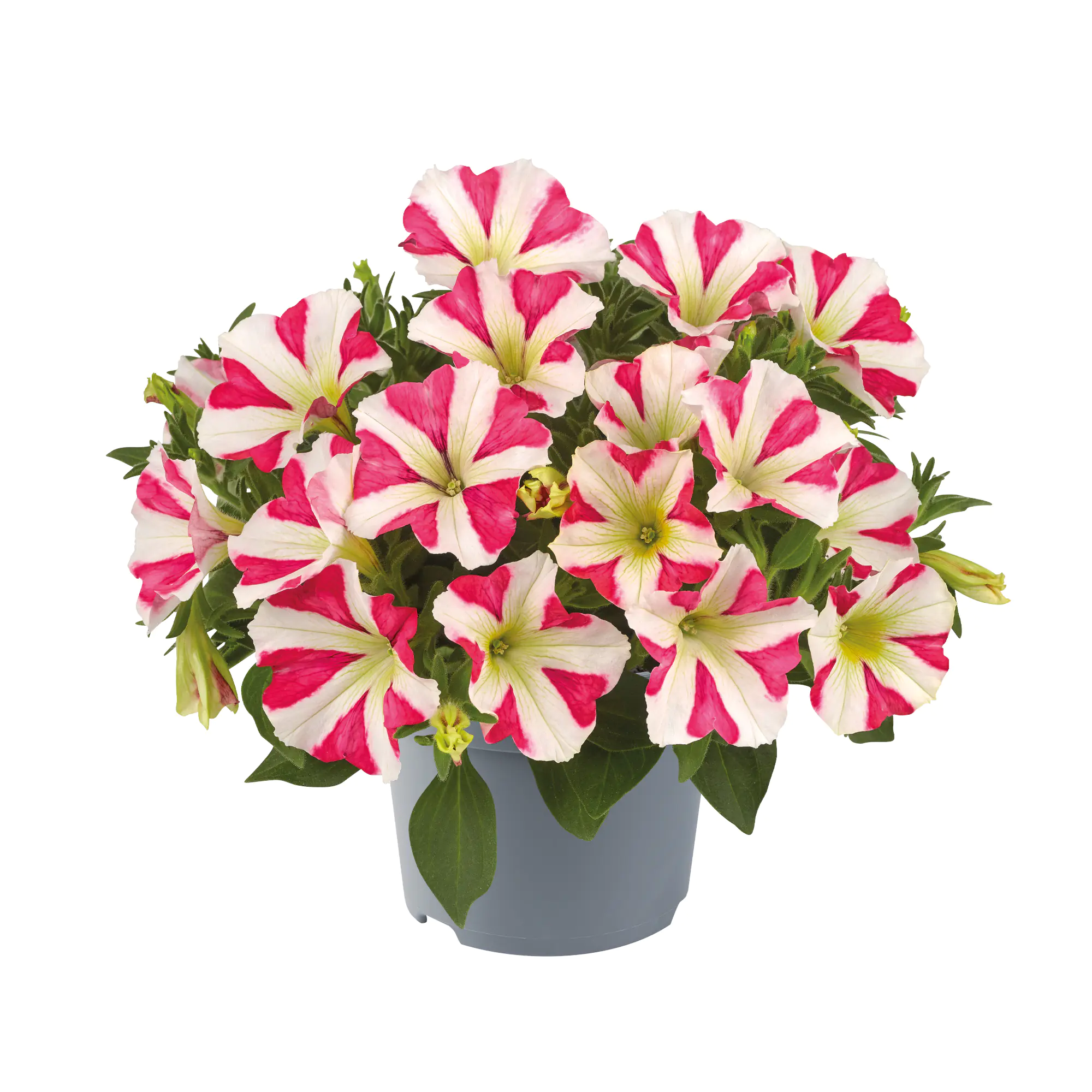 Petunia x hybrida GoTunia+ Petunie 12 cm 