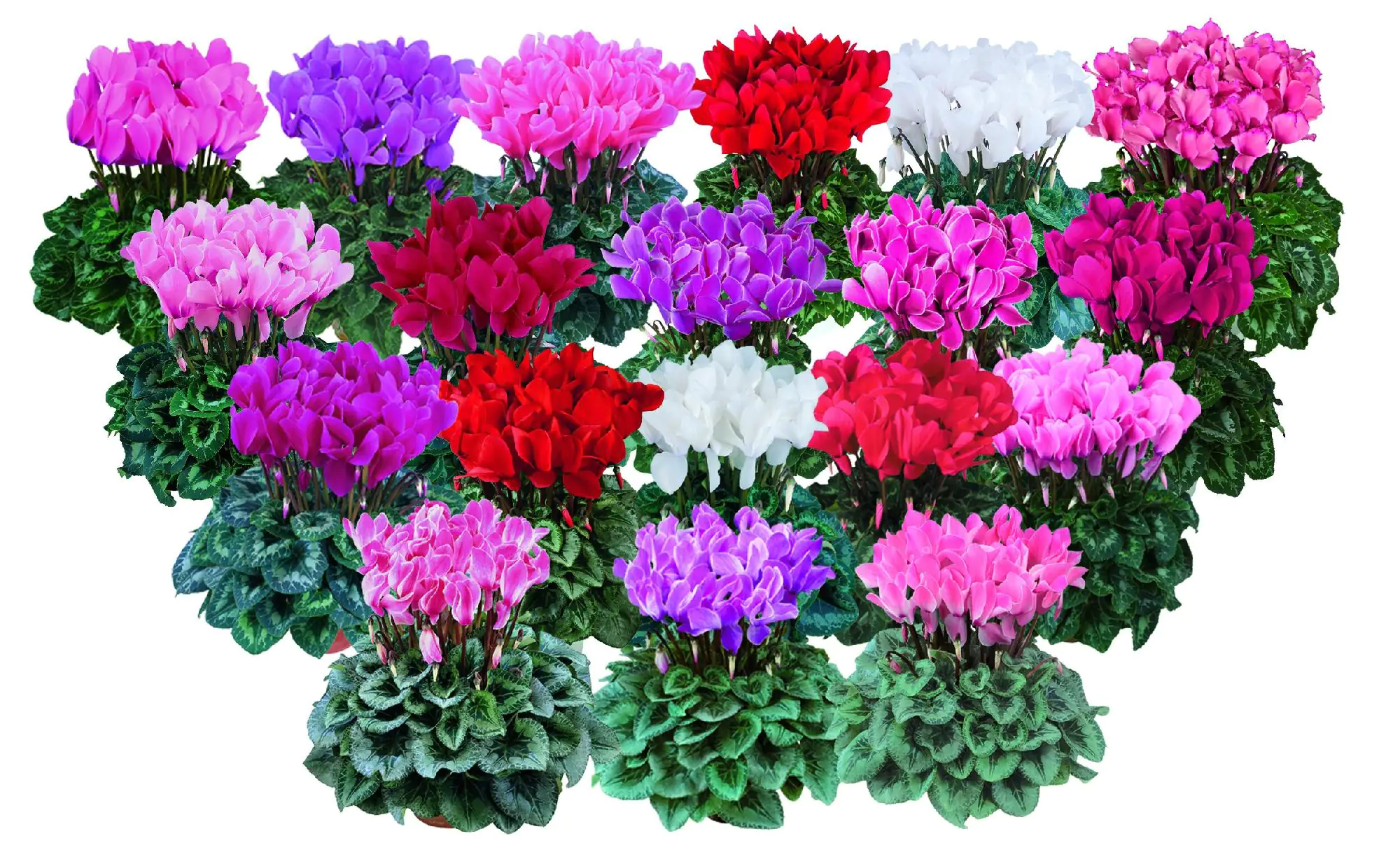 Alpenveilchen Cyclame Persicum 12 cm Topf