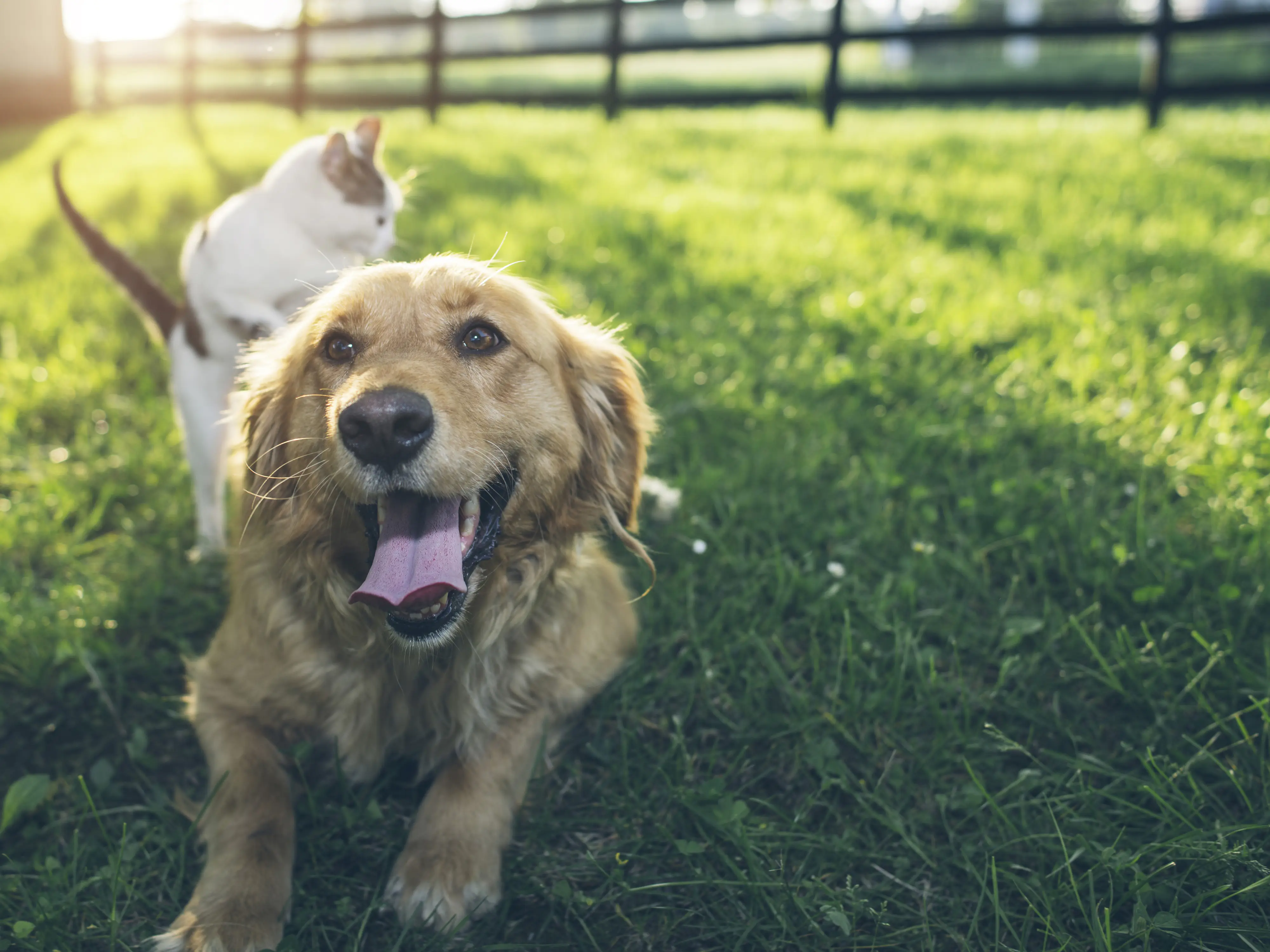 Dokas Hühnerbrust in Streifen 50 g