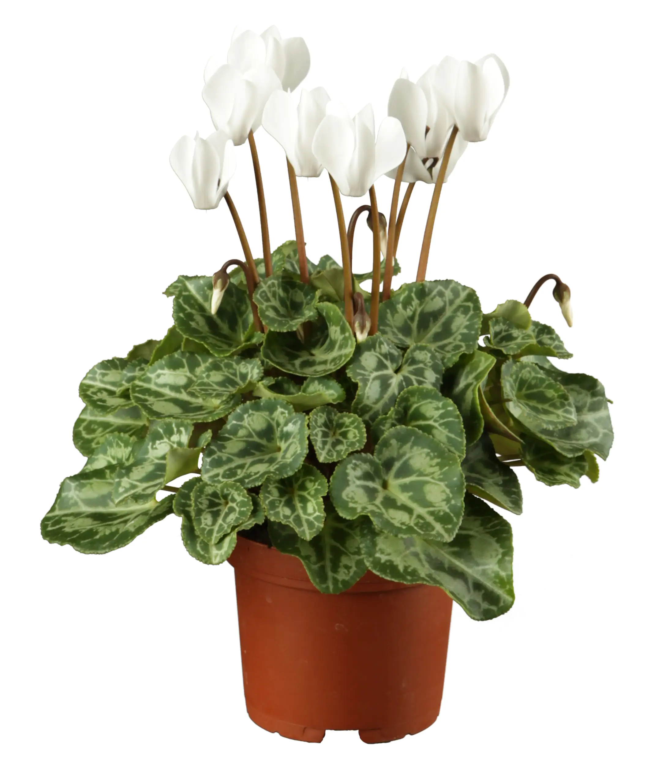 8717432583828_1 Alpenveilchen Cyclamen Verano H ca 35 cm 10,5 cm Topf