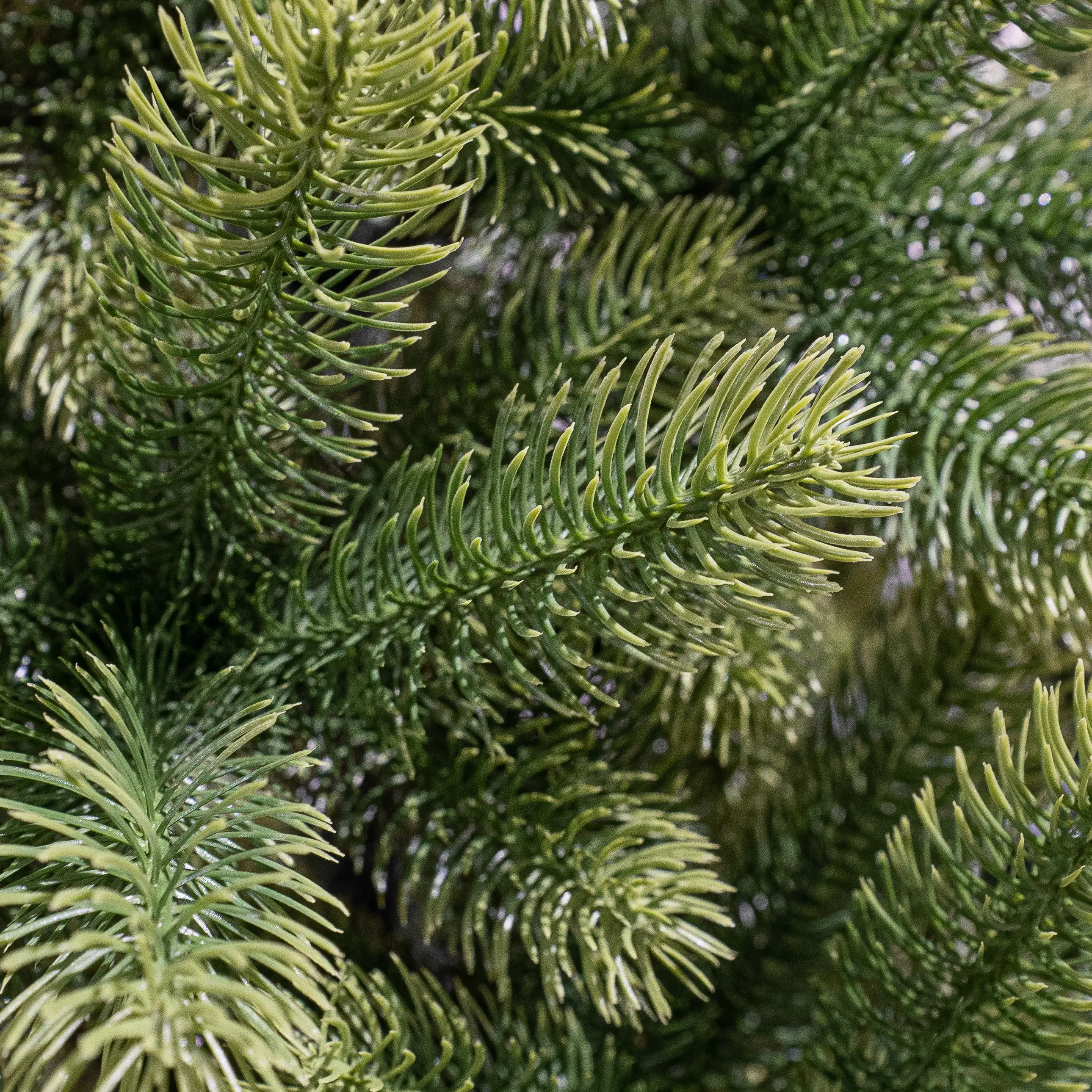 Black Box Trees Weihnachtsbaum Nagoya grün 210 cm Black Box Trees Weihnachtsbaum Nagoya grün 210 cm