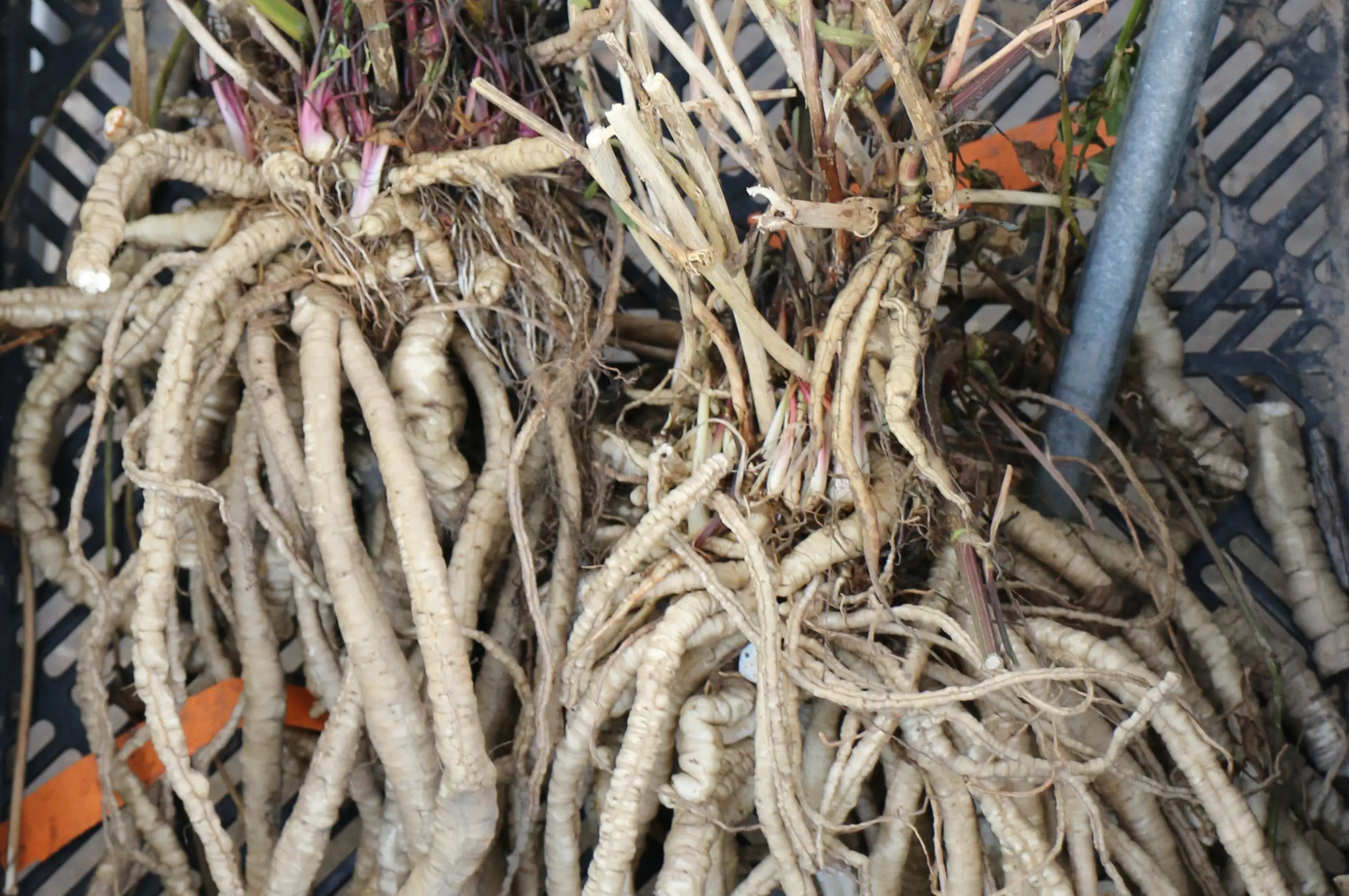 Zuckerwurzel Sium sisarum 12 cm Topf