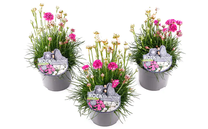 Grasnelken Armeria Twins H ca. 20 cm 13 cm Topf