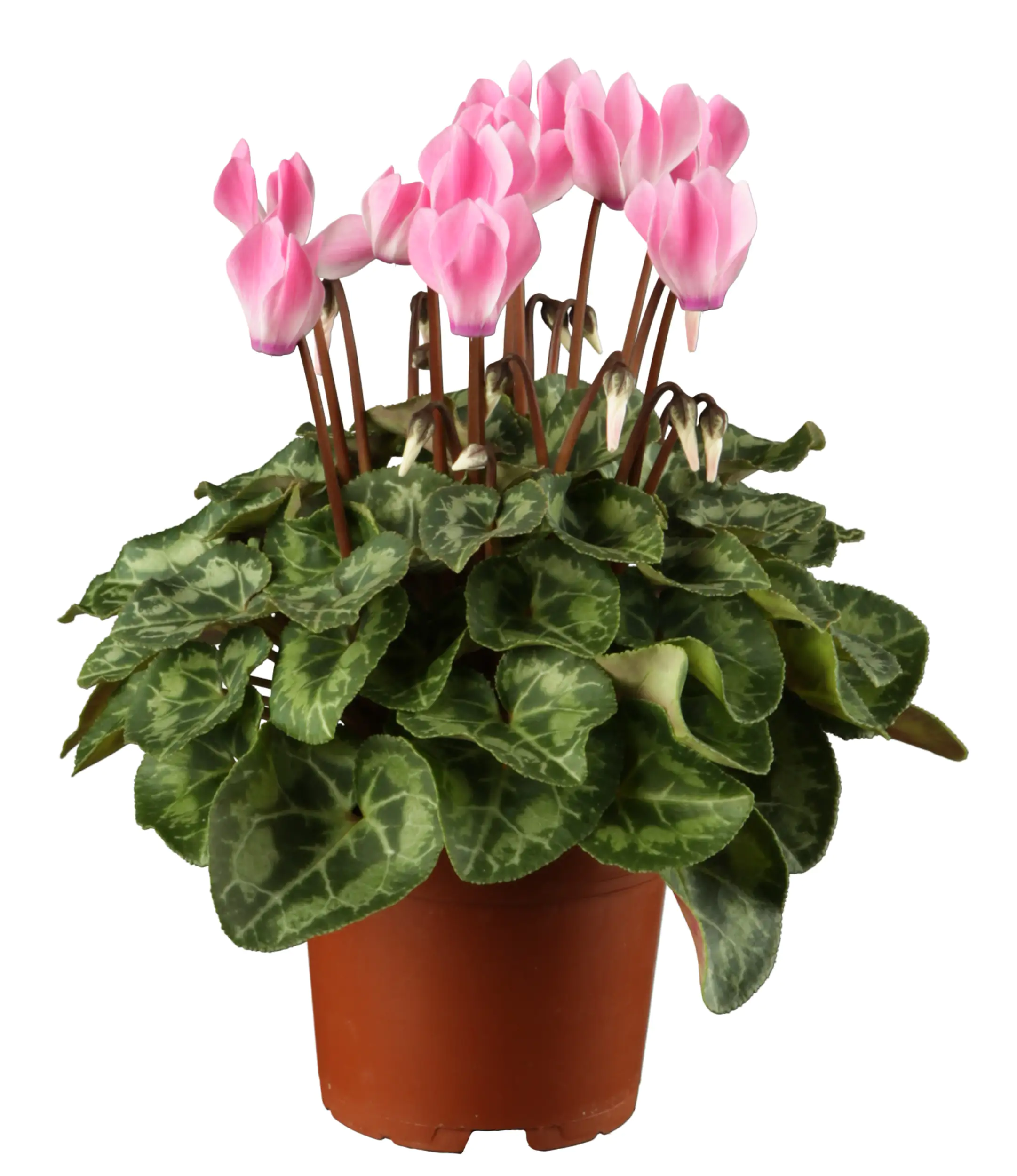 Alpenveilchen Cyclamen Verano H ca 35 cm 10,5 cm Topf Alpenveilchen Cyclamen Verano H ca 35 cm 10,5 cm Topf