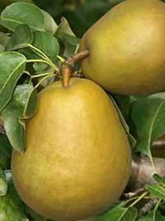 Birnenbaum Gellerts Butterbirne 7,5 L Container