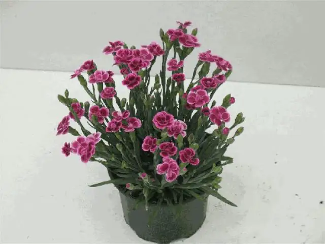 Nelke Dianthus Pink Kisses 12 cm Topf