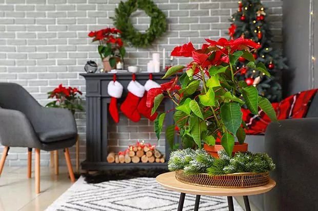 Schöne Weihnachtspflanzen