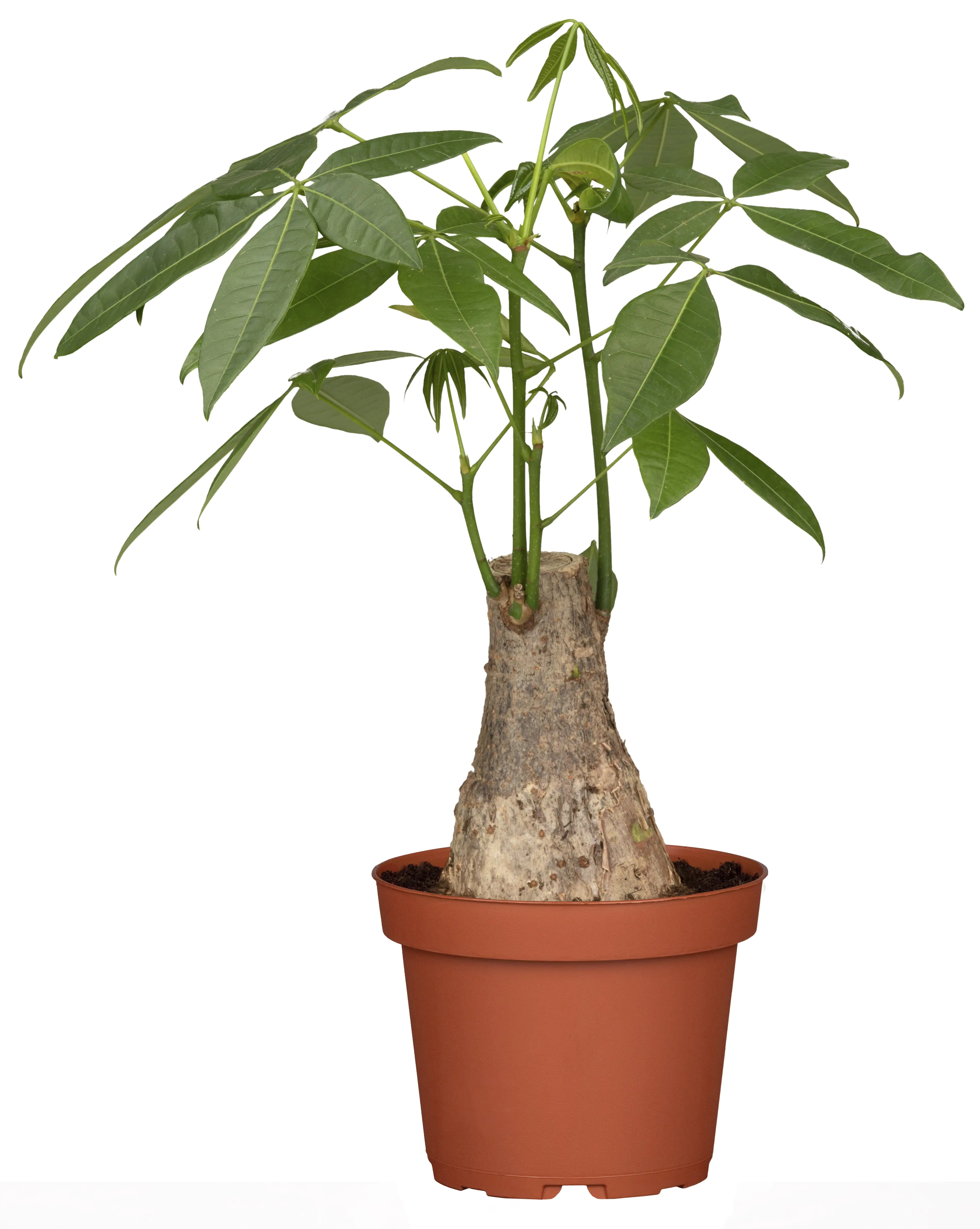 Glückskastanie Pachira aquatica Trunk H ca. 45 cm 14 cm Topf