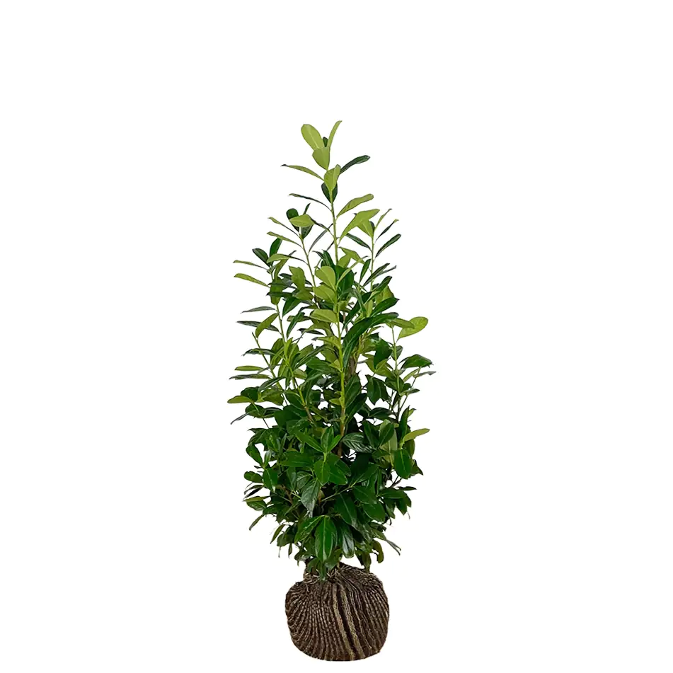 Kirschlorbeer Novita Prunus laur. Novita H 100 - 125 cm, 20 Stück Kirschlorbeer Novita Prunus laur. Novita H 100 - 125 cm, 20 Stück